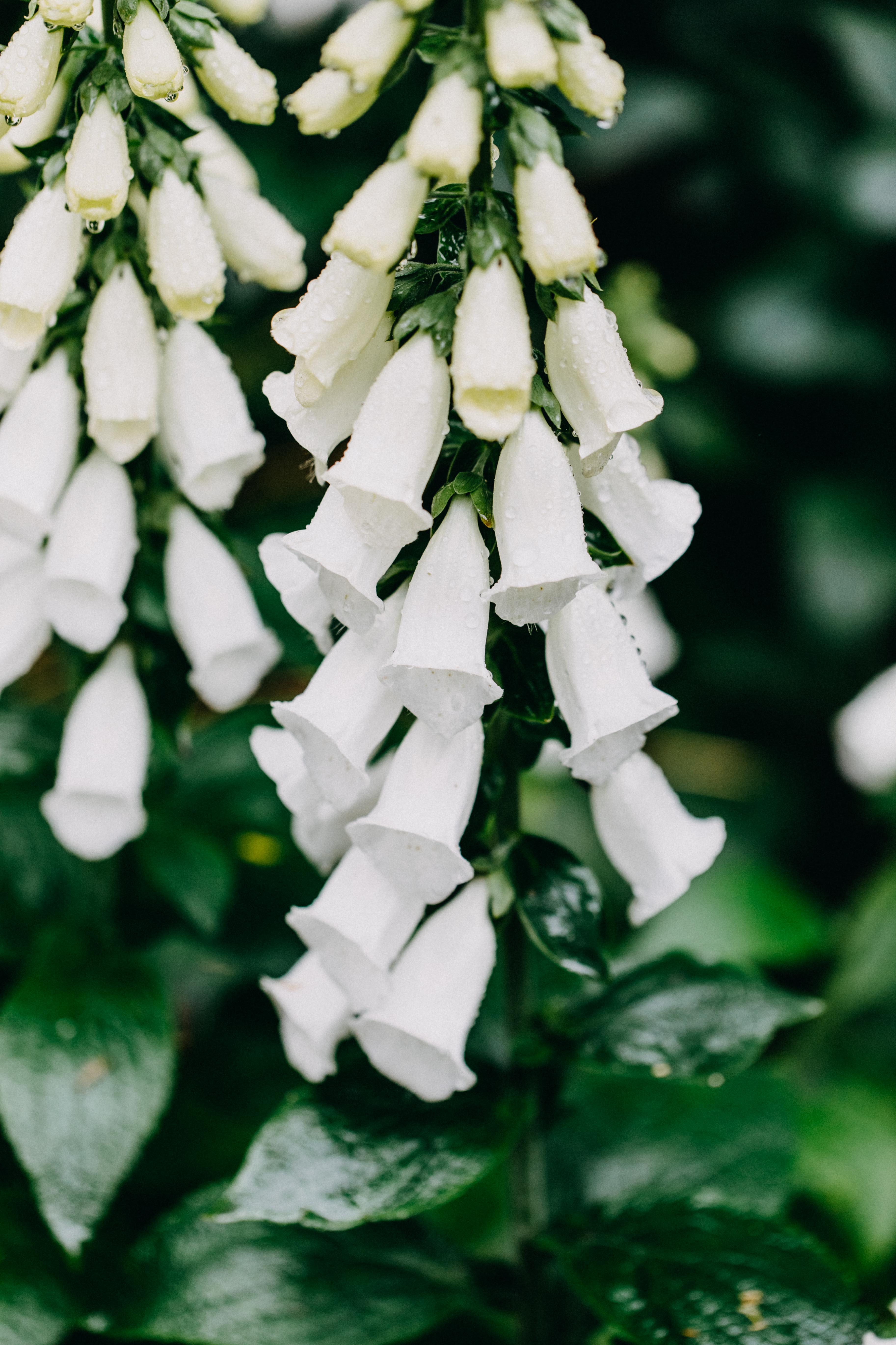 White Foxglove II Photographic Print
