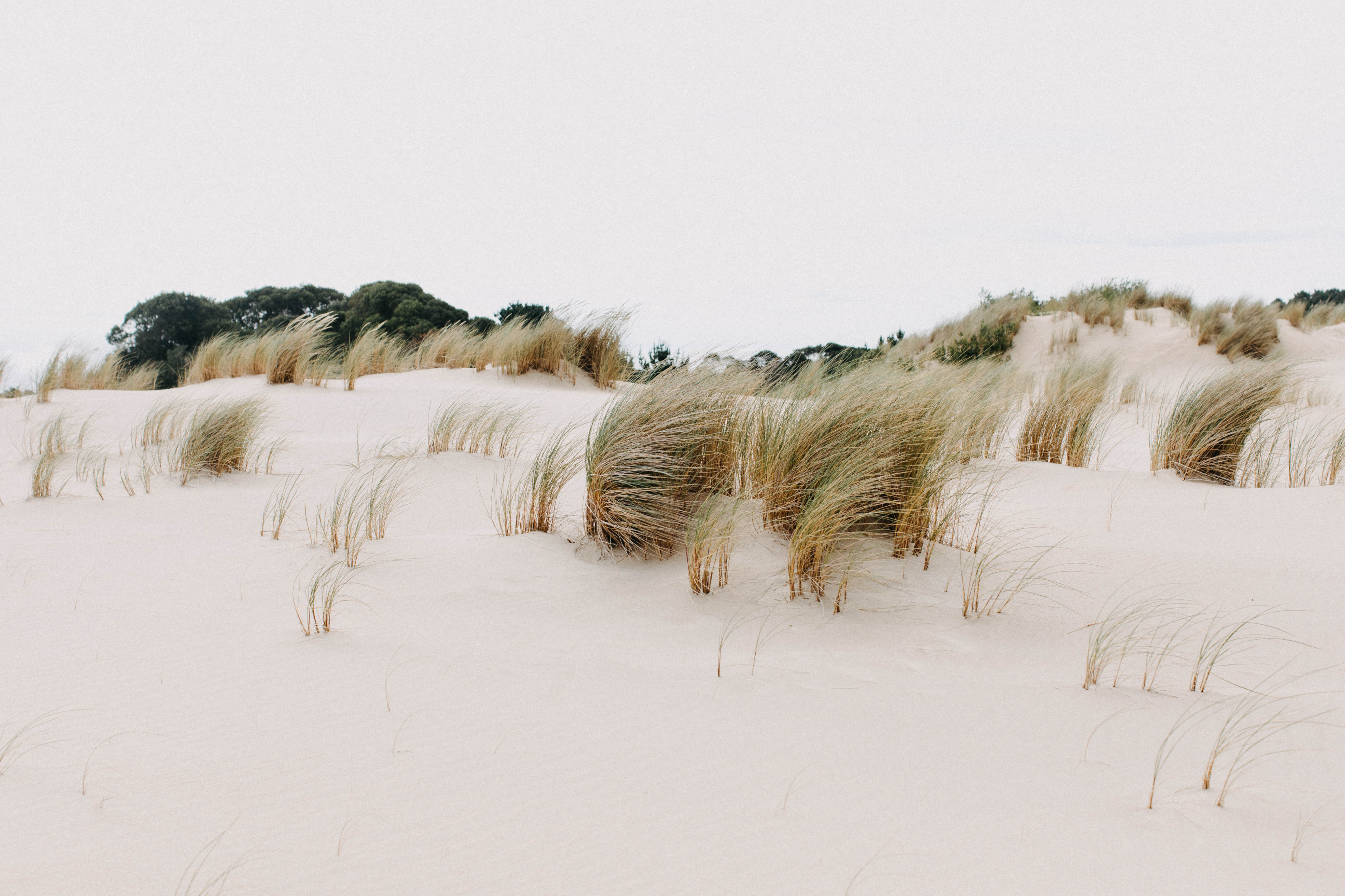 Henty Dunes VI Photographic Print - Emily O'Brien