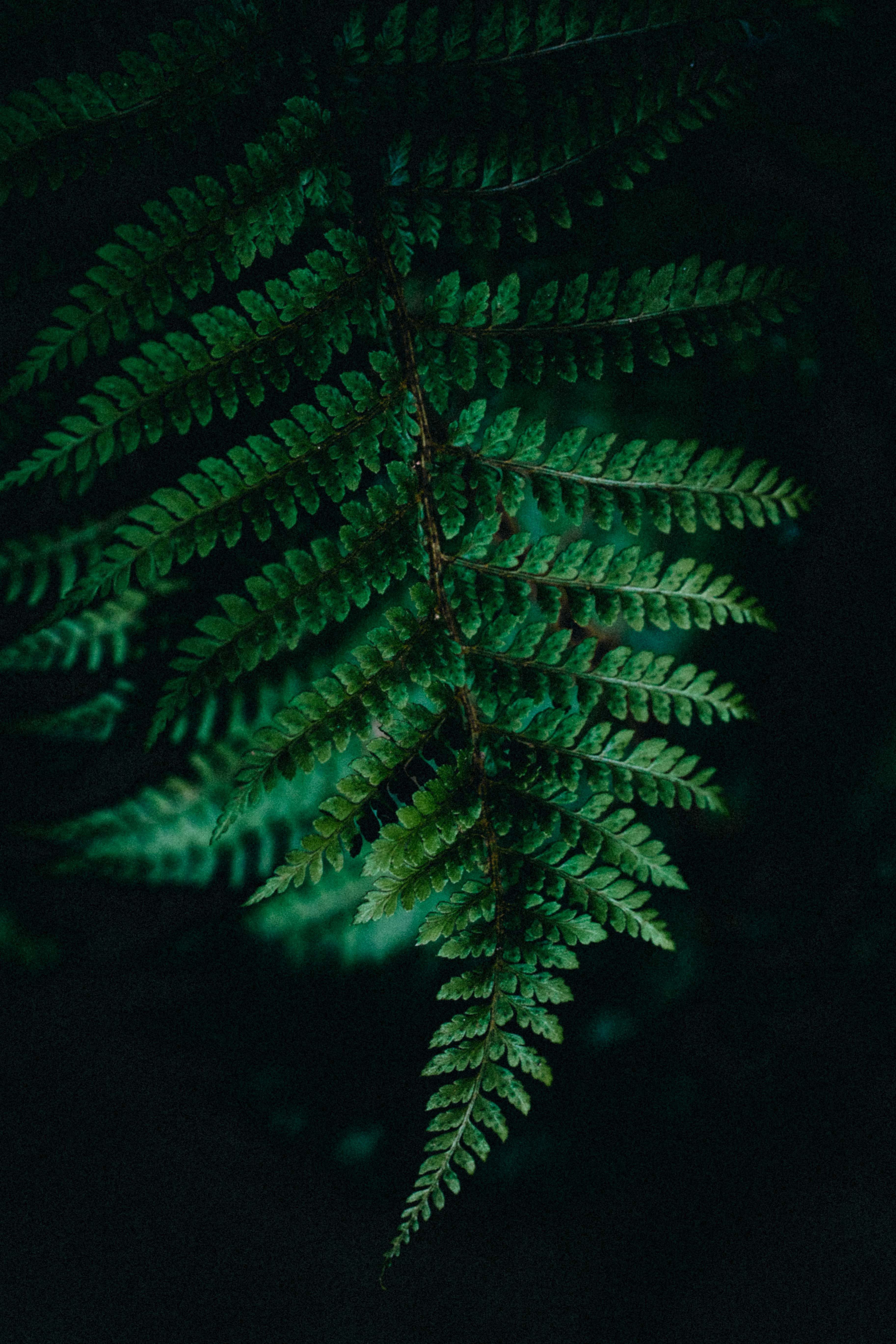 Soft Tree Fern Photographic Print