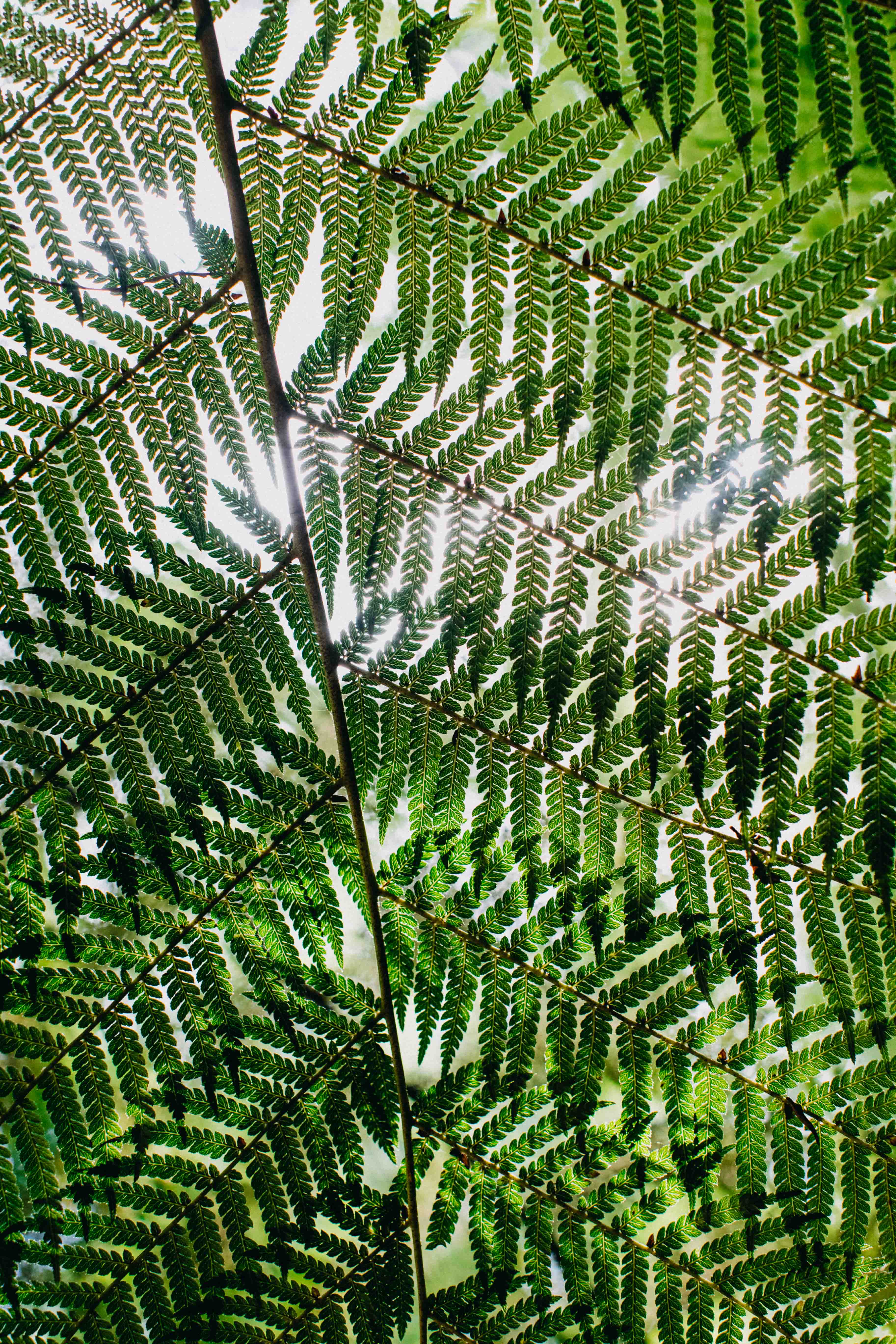 Beneath the Fern Photographic Print