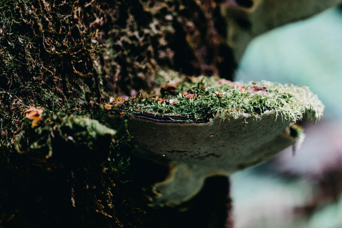 Tasmanian Fungi I Photographic Print