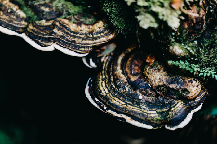 Tasmanian Fungi II Photographic Print