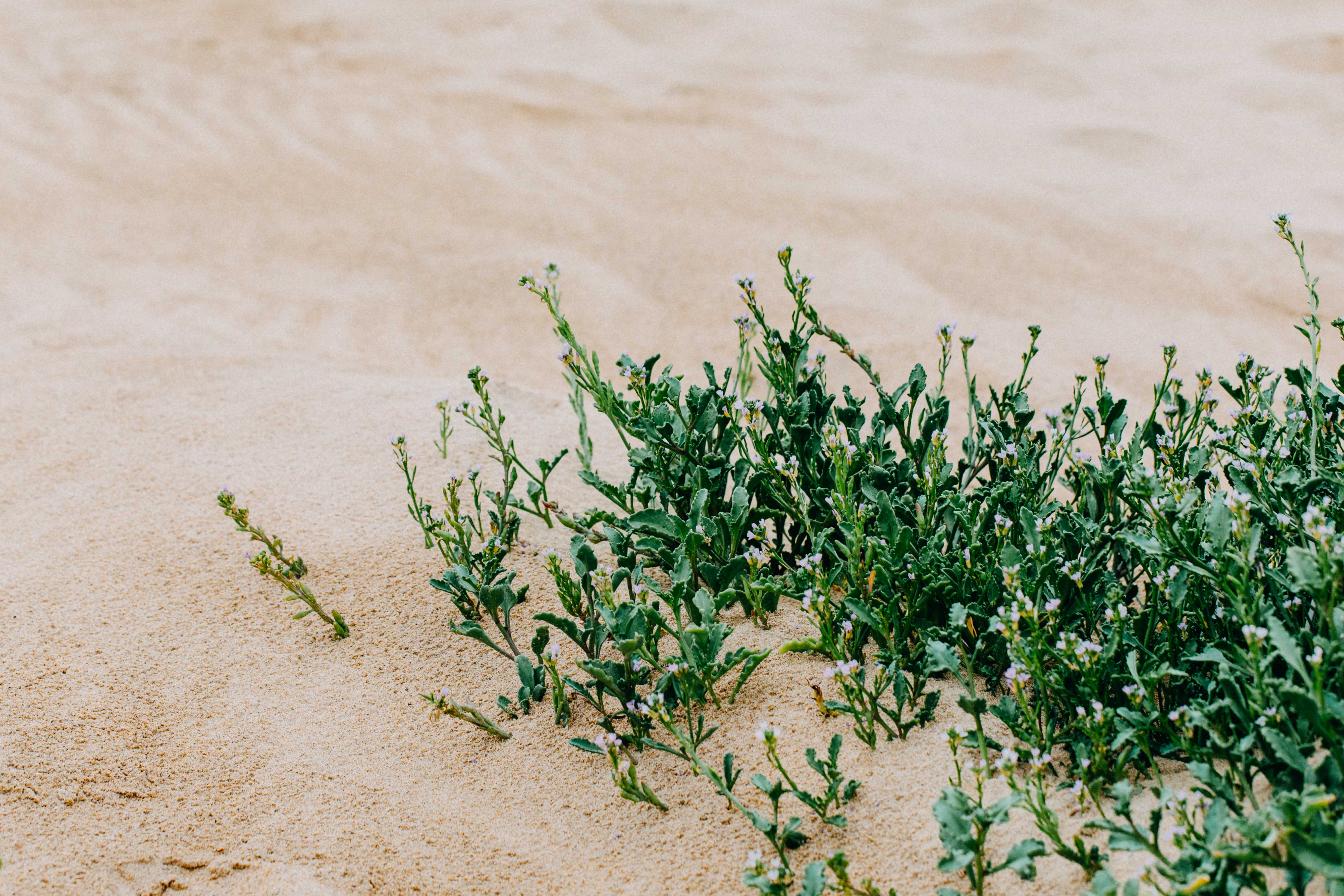 Moruya Sand II Photographic Print - Emily O'Brien