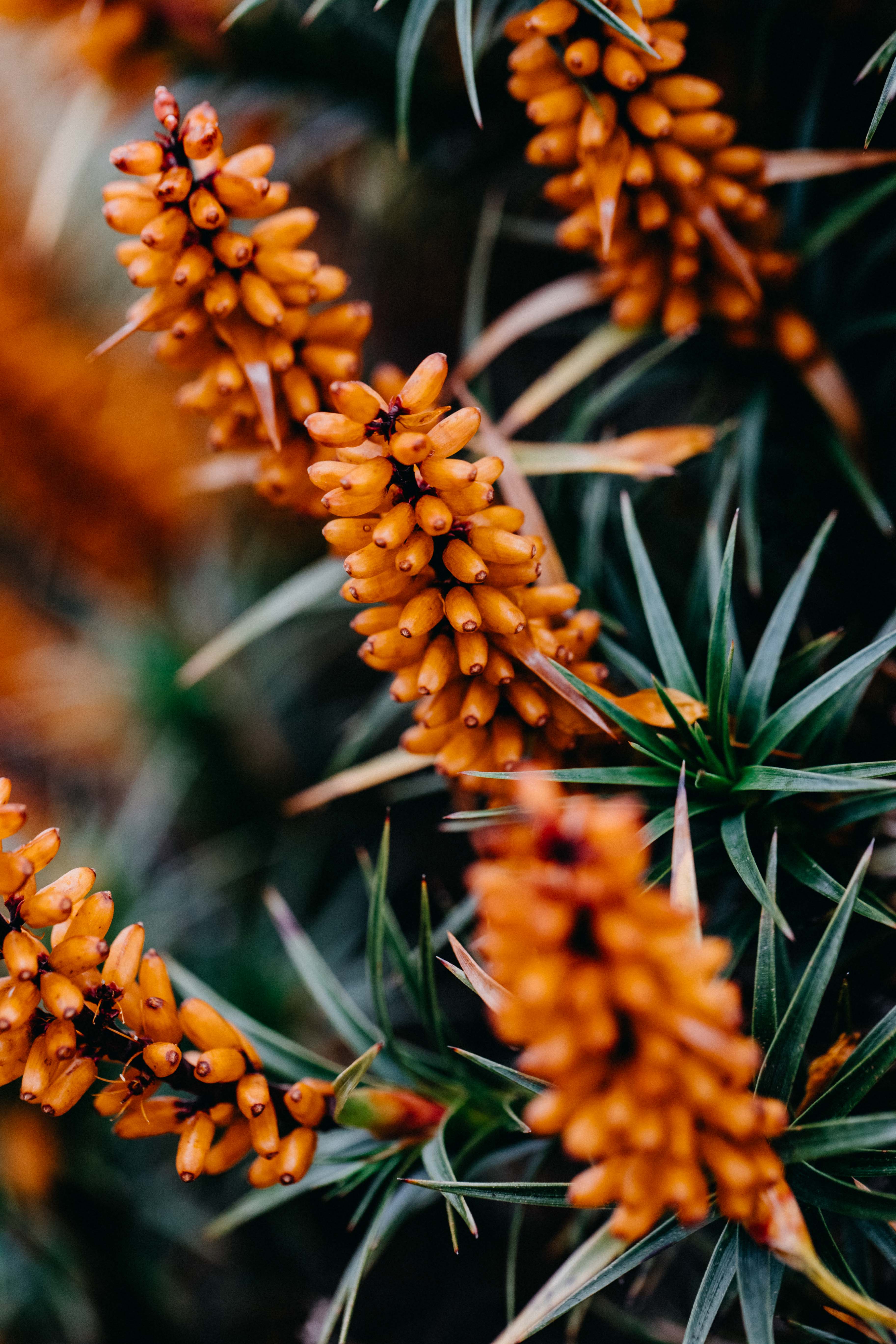 Tasmanian Honey Bush I Photographic Print - Emily O'Brien