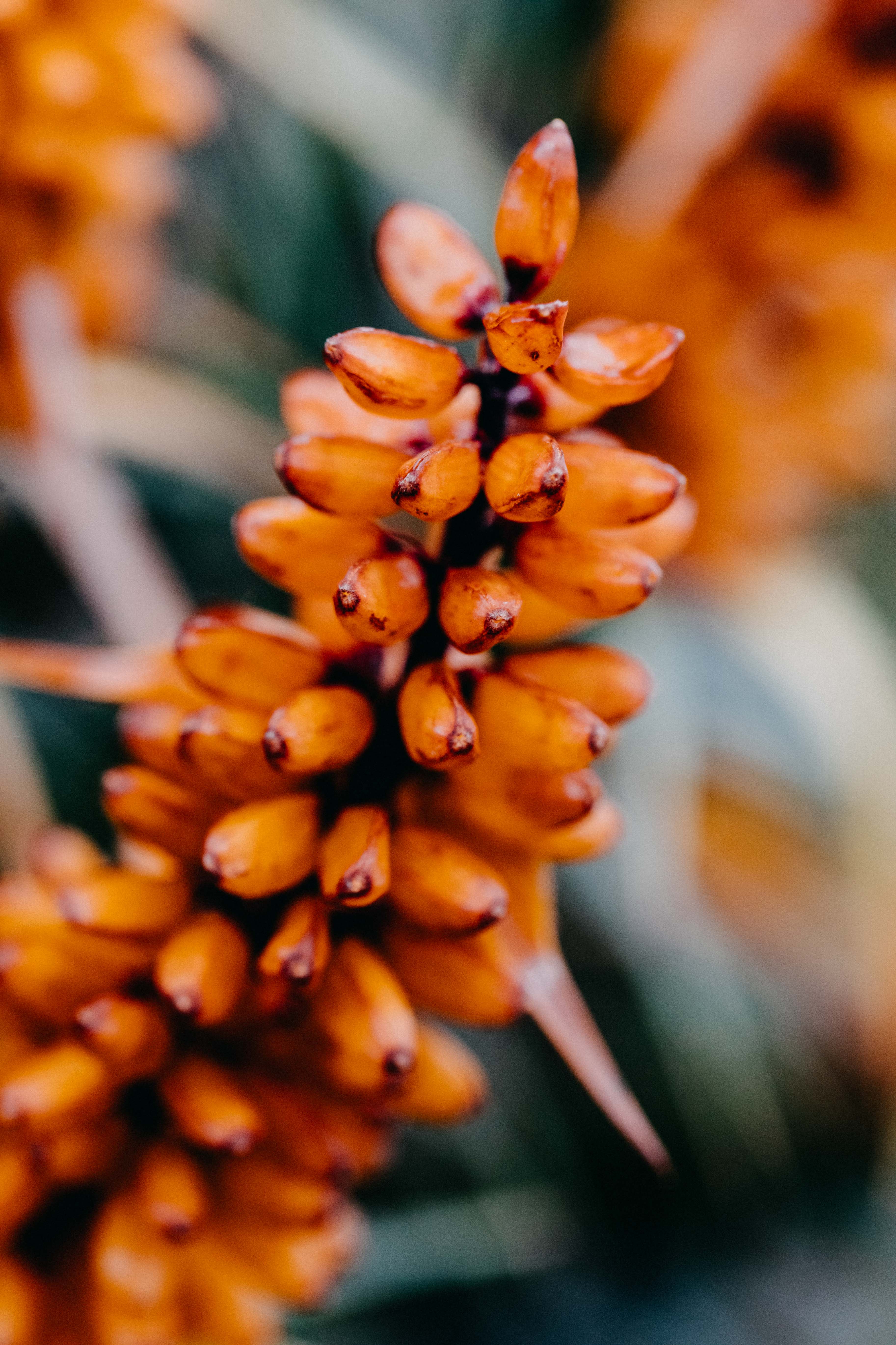 Emily O'Brien photographic print of Tasmanian Honey Bush plant, showcasing detailed botanical imagery on high-quality paper.