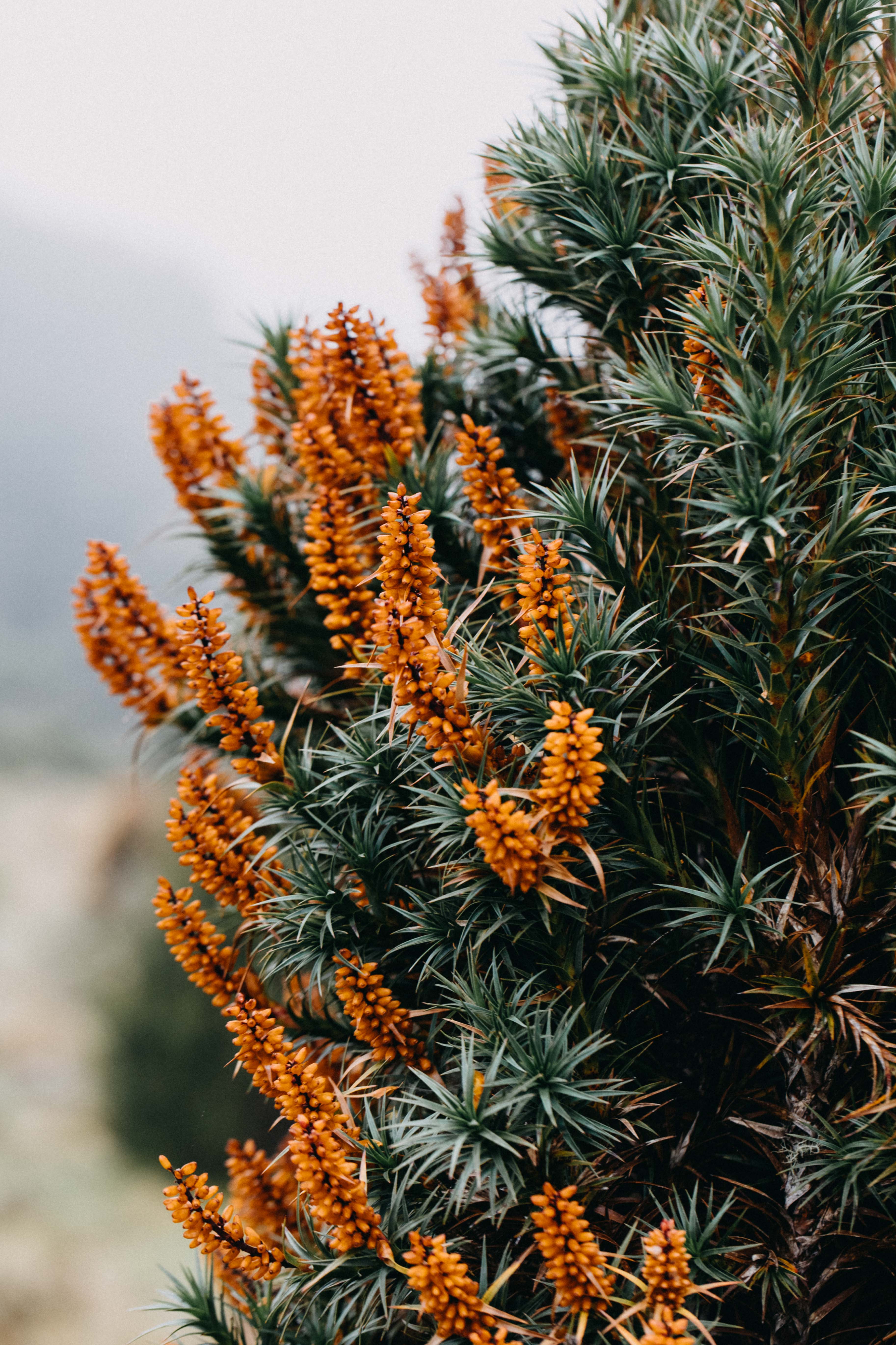 Tasmanian Honey Bush III Photographic Print