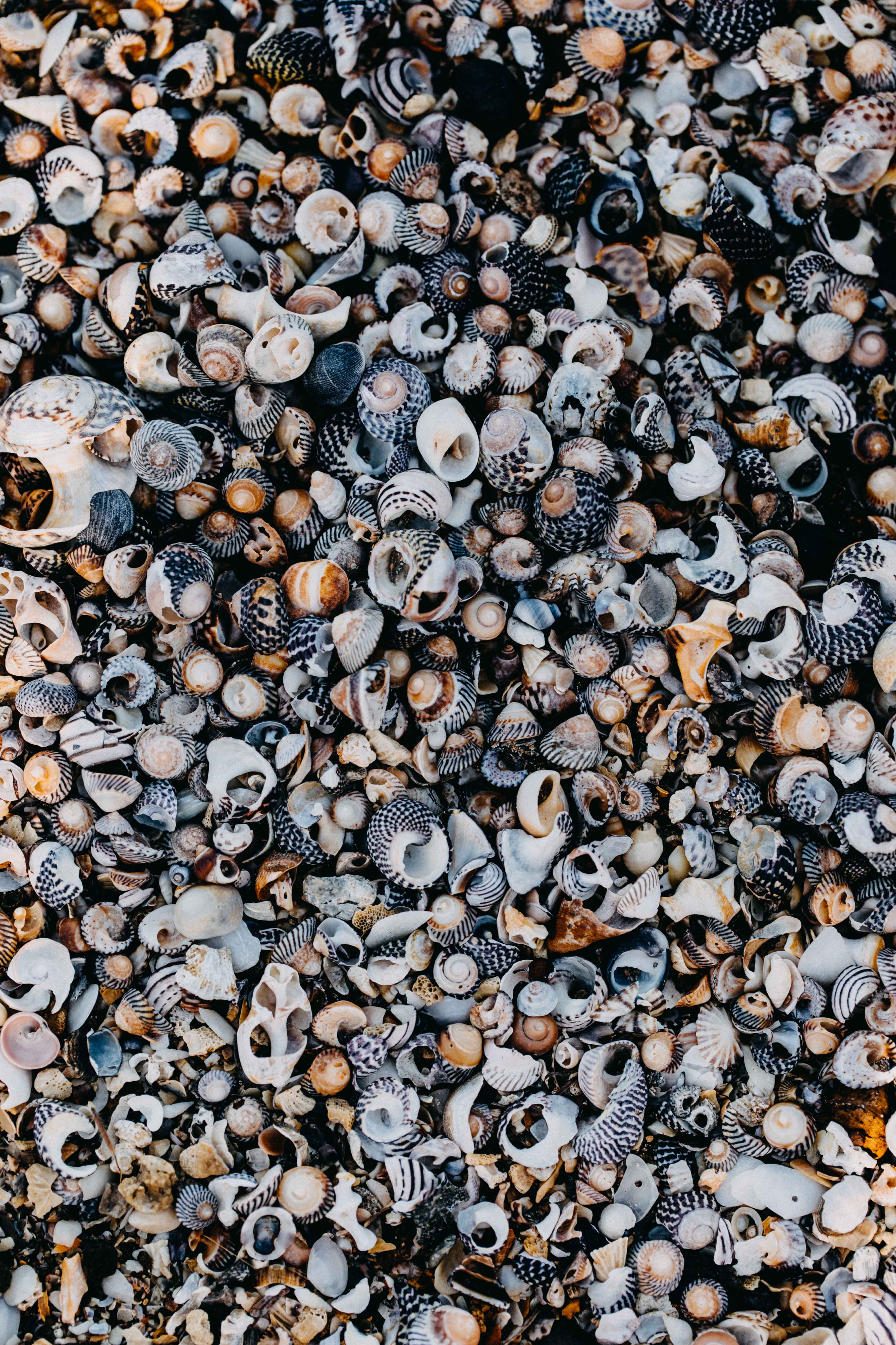 She Sells Sea Shells Photographic Print
