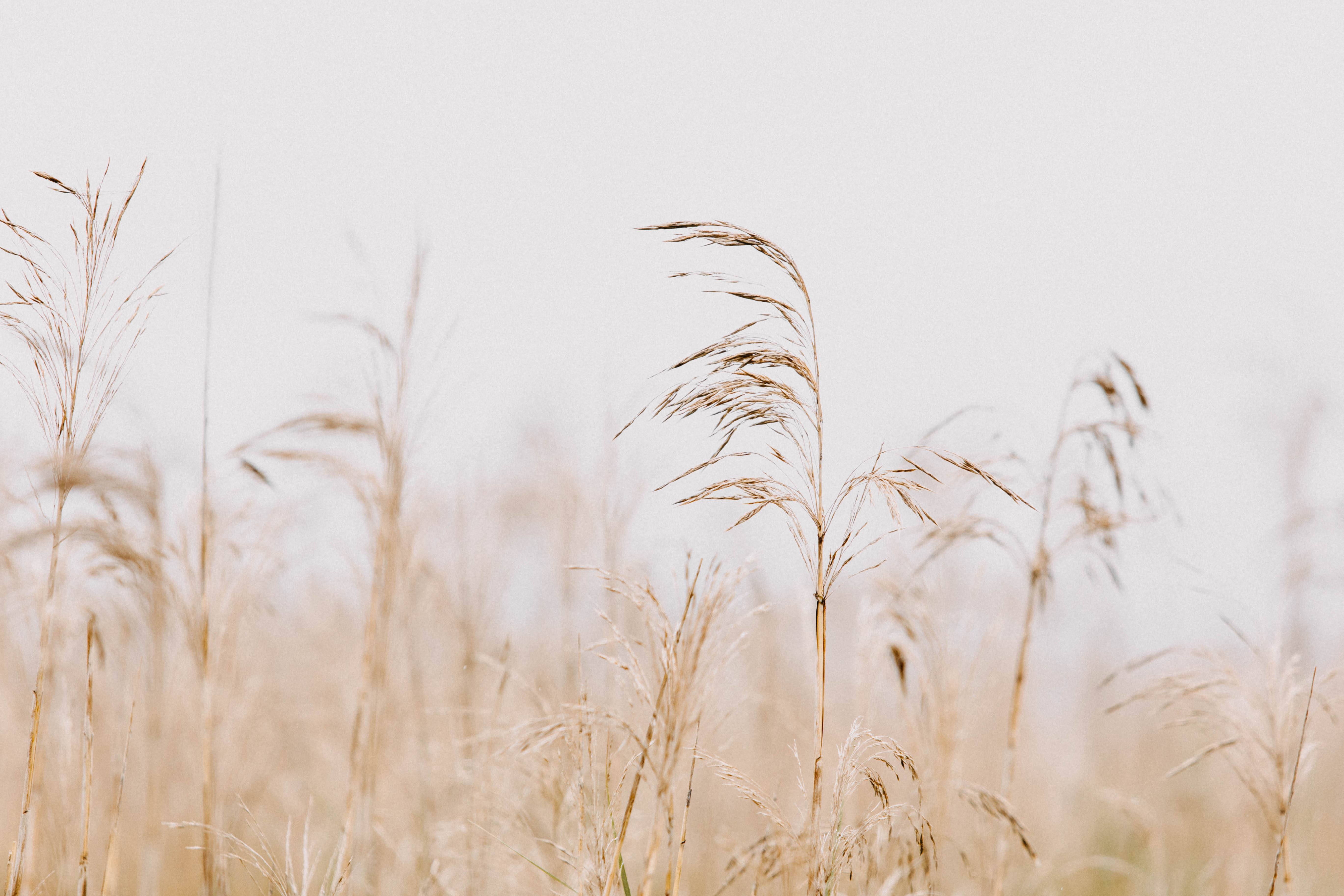 Wilsons Promontory Wild Grass Photographic Print