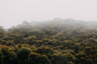 Wilsons Promontory Fog on the Tree Tops Photographic Print