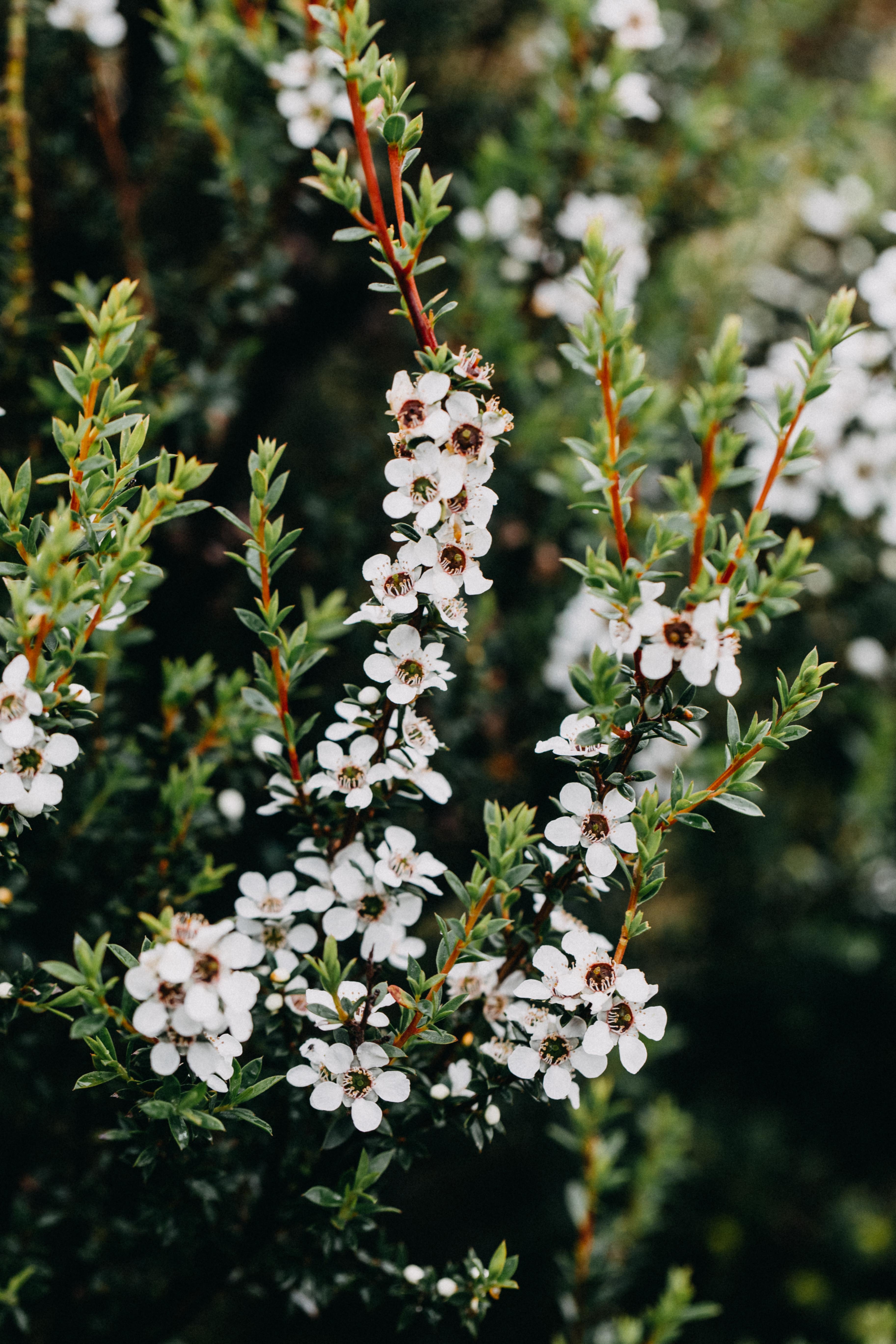 Teatree Leptospermum I Photographic Print
