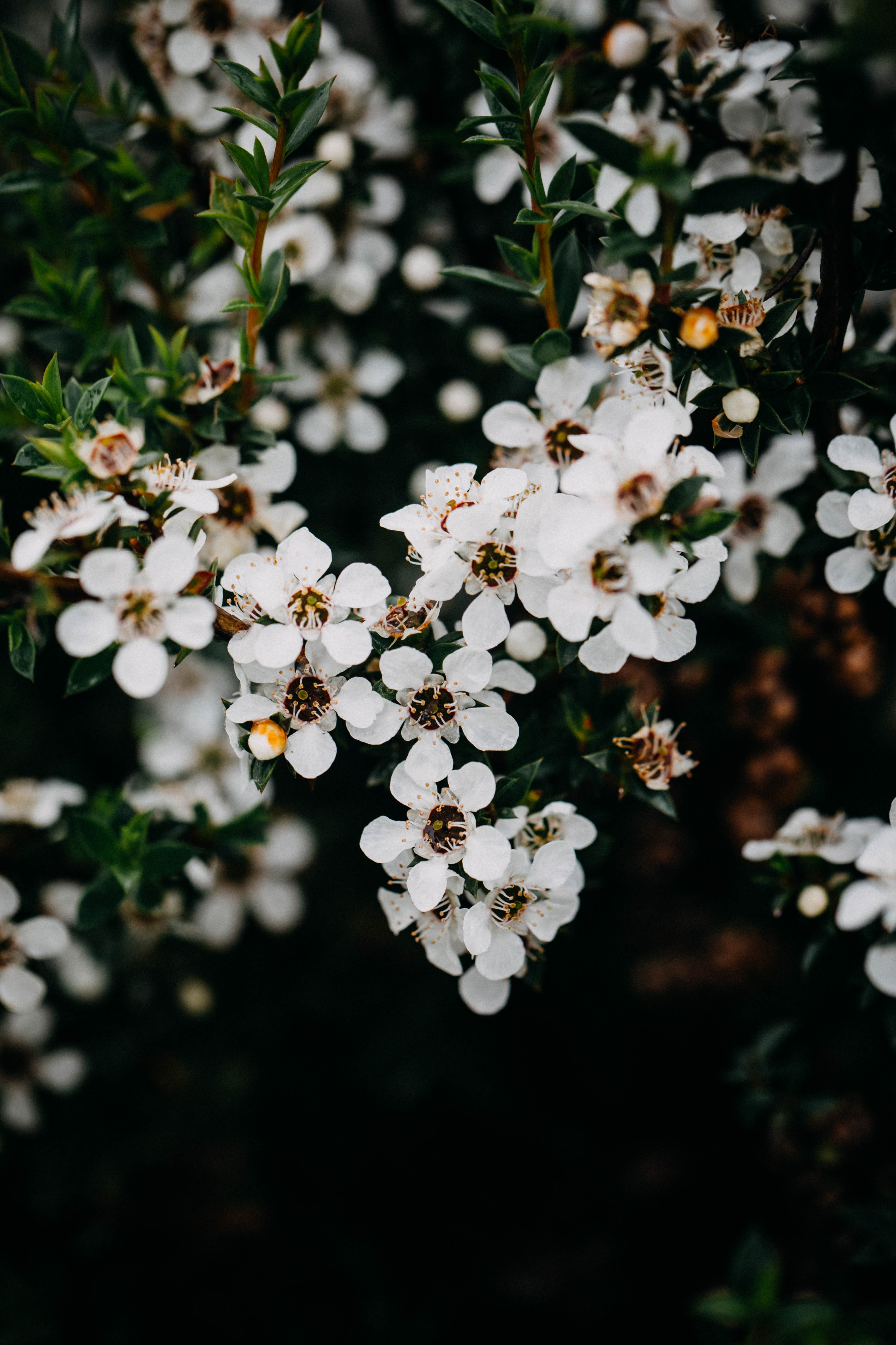 Teatree Leptospermum II Photographic Print