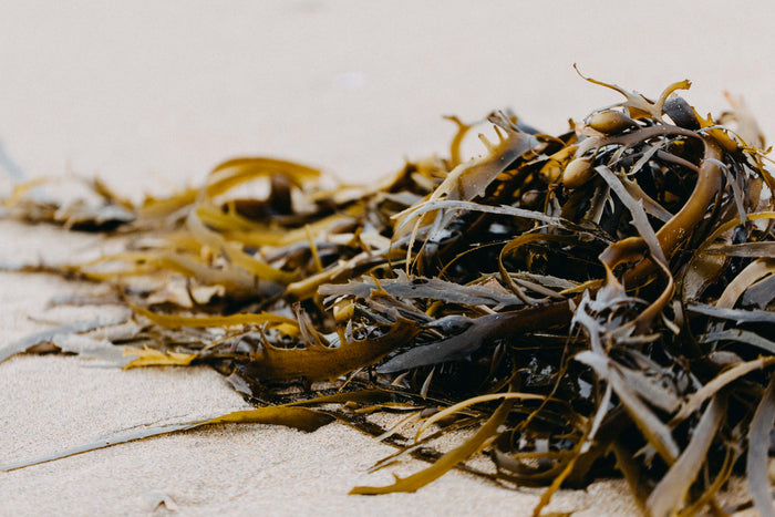 Seaweed Phyllospora comosa I Photographic Print - Emily O'Brien