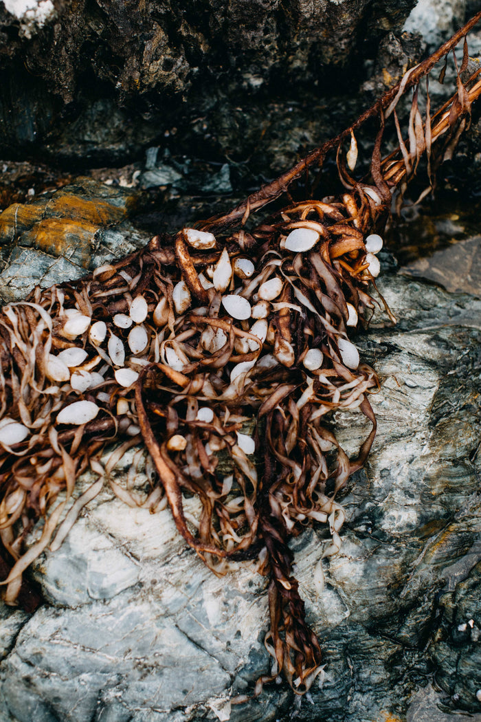 Seaweed Wrack I Photographic Print