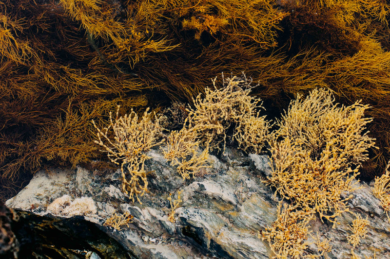 Tasmanian Intertidal Garden II Photographic Print