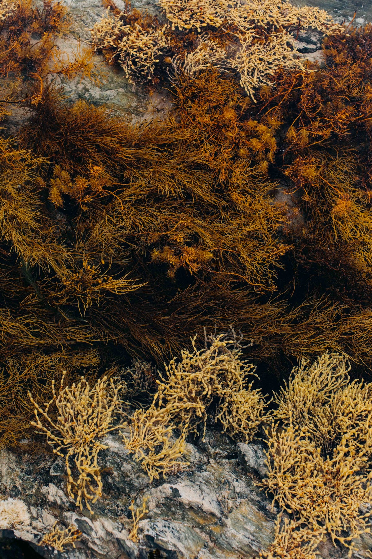 Tasmanian Intertidal Garden IV Photographic Print