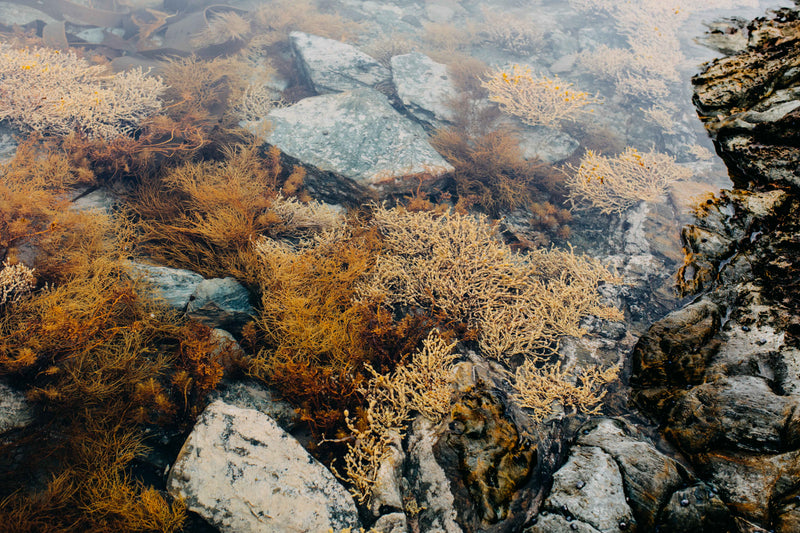Tasmanian Intertidal Garden I Photographic Print
