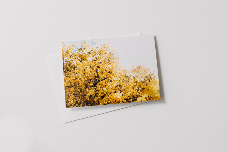 Australian Acacia Wattle Greeting Card - Emily O'Brien