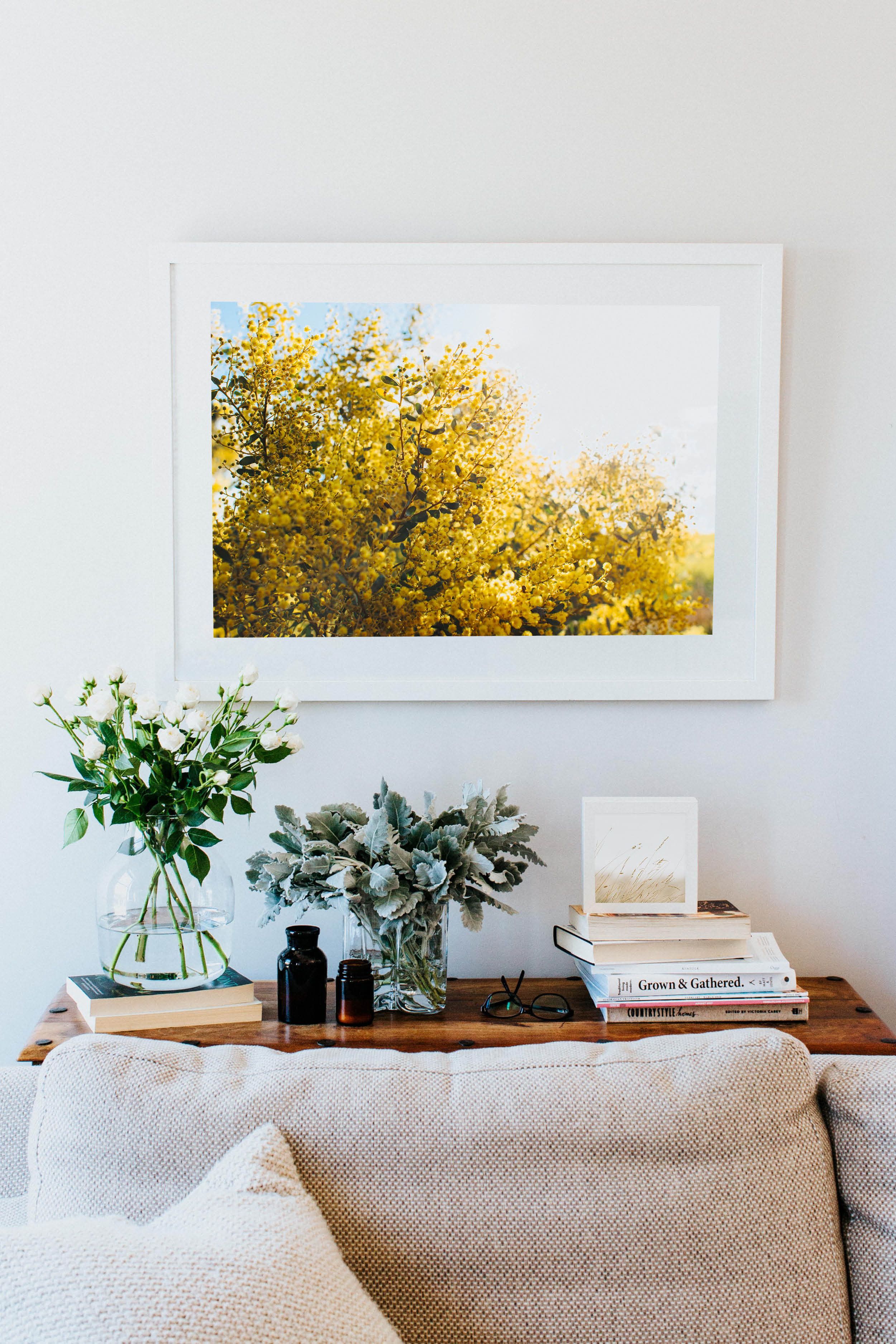 Australian Acacia Wattle Photographic Print - Emily O'Brien
