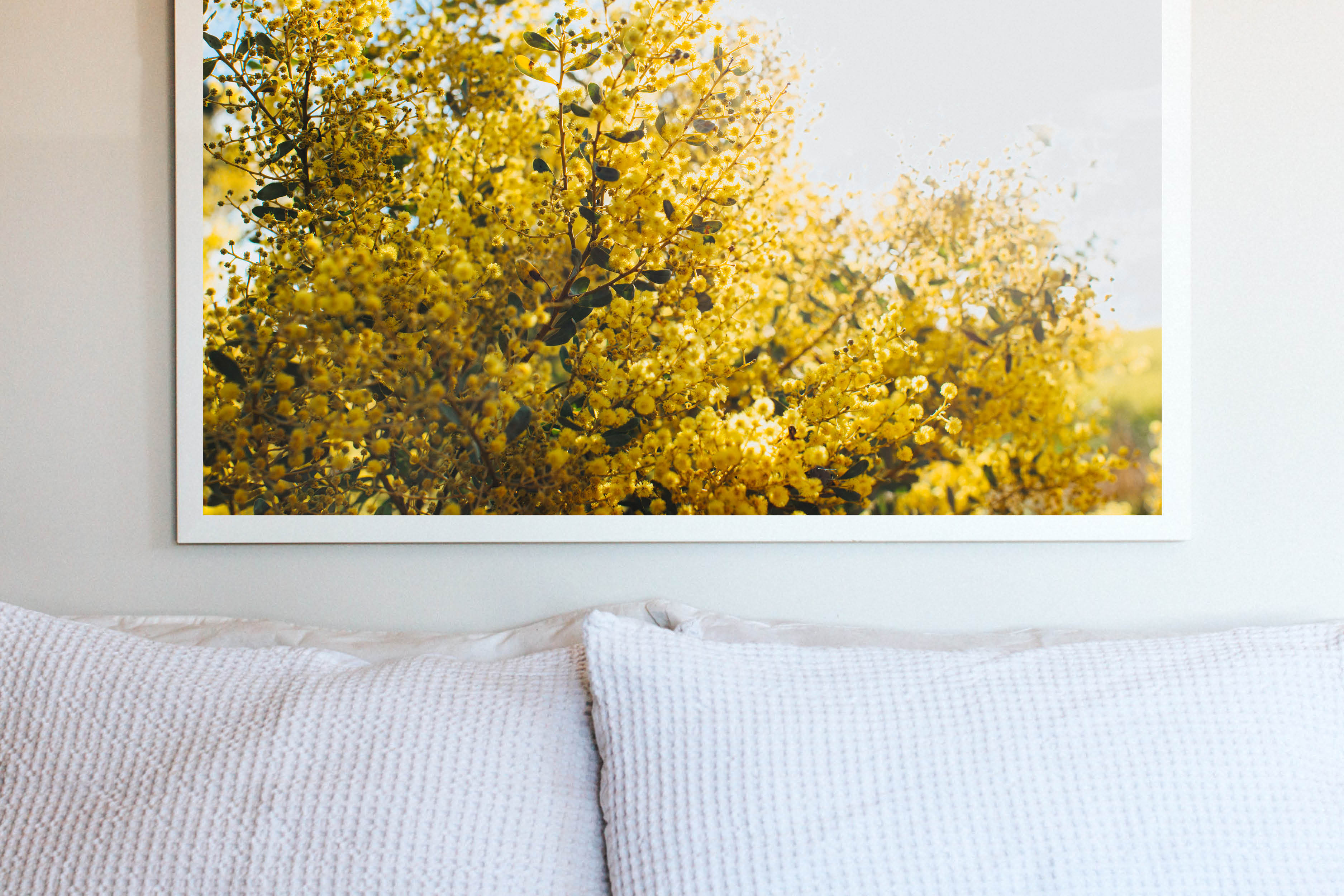 Australian Acacia Wattle Photographic Print - Emily O'Brien