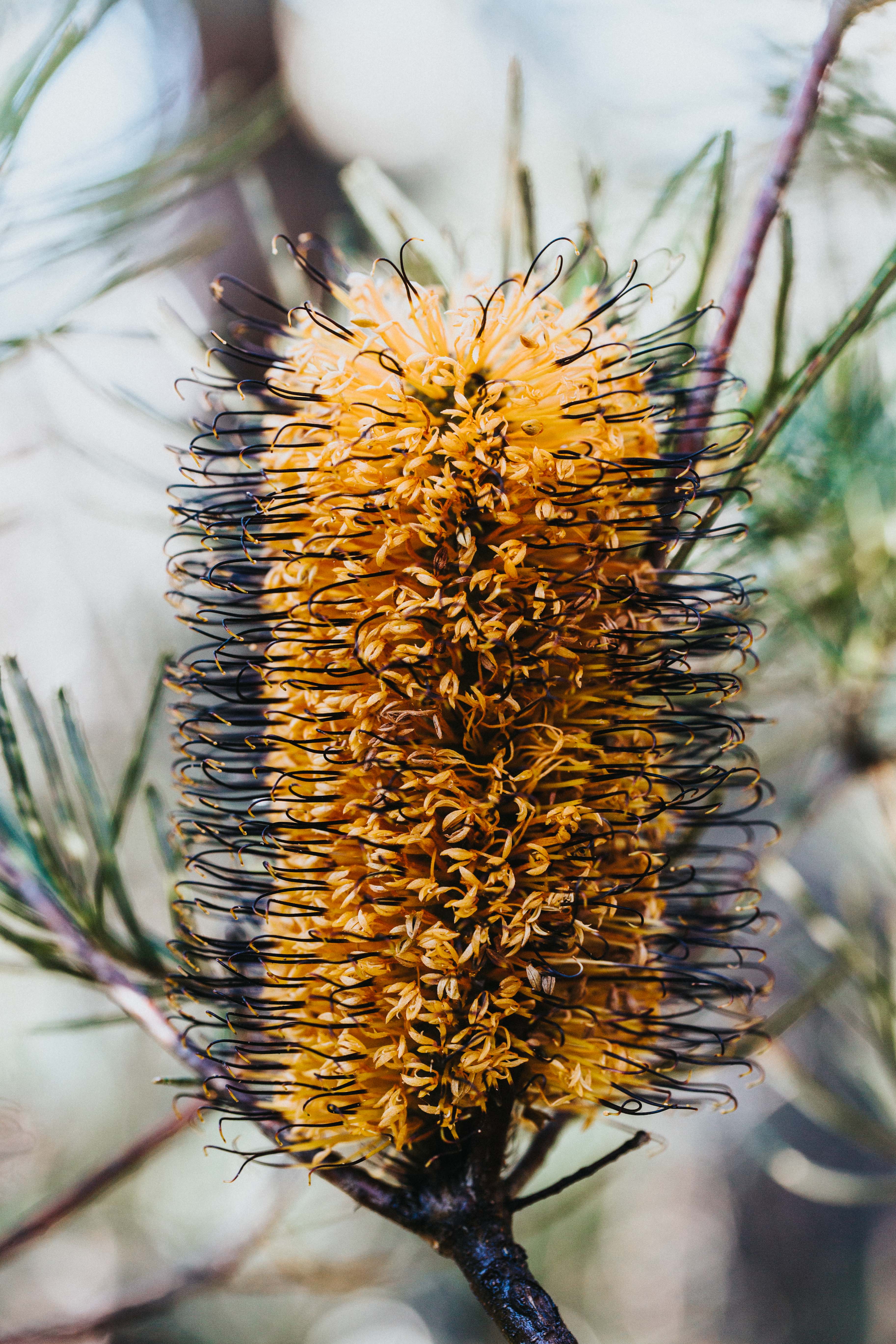 Australian Banksia Spinulosa Photographic Print - Emily O'Brien