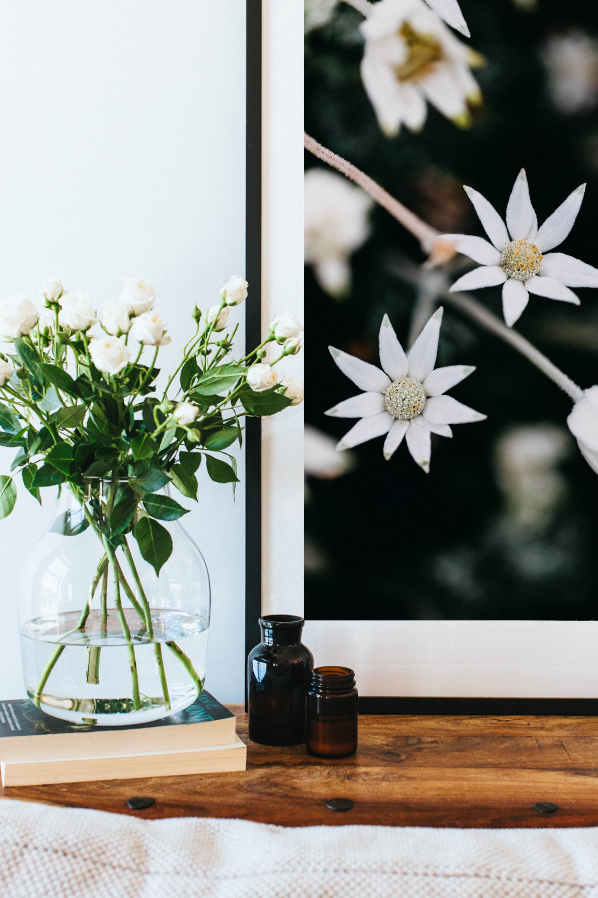 Australian Flannel Flower Photographic Print