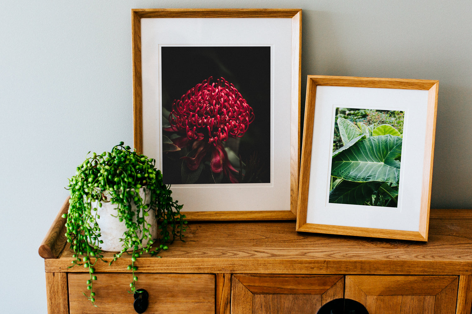 Australian Waratah Photographic Print - Emily O'Brien