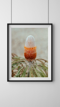 Australian Banksia Prionotes I Photographic Print