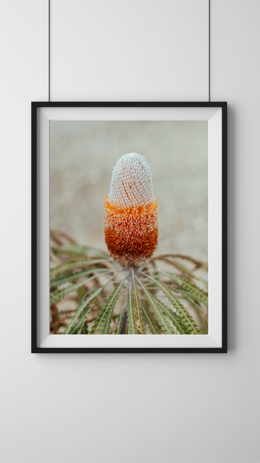 Australian Banksia Prionotes I Photographic Print