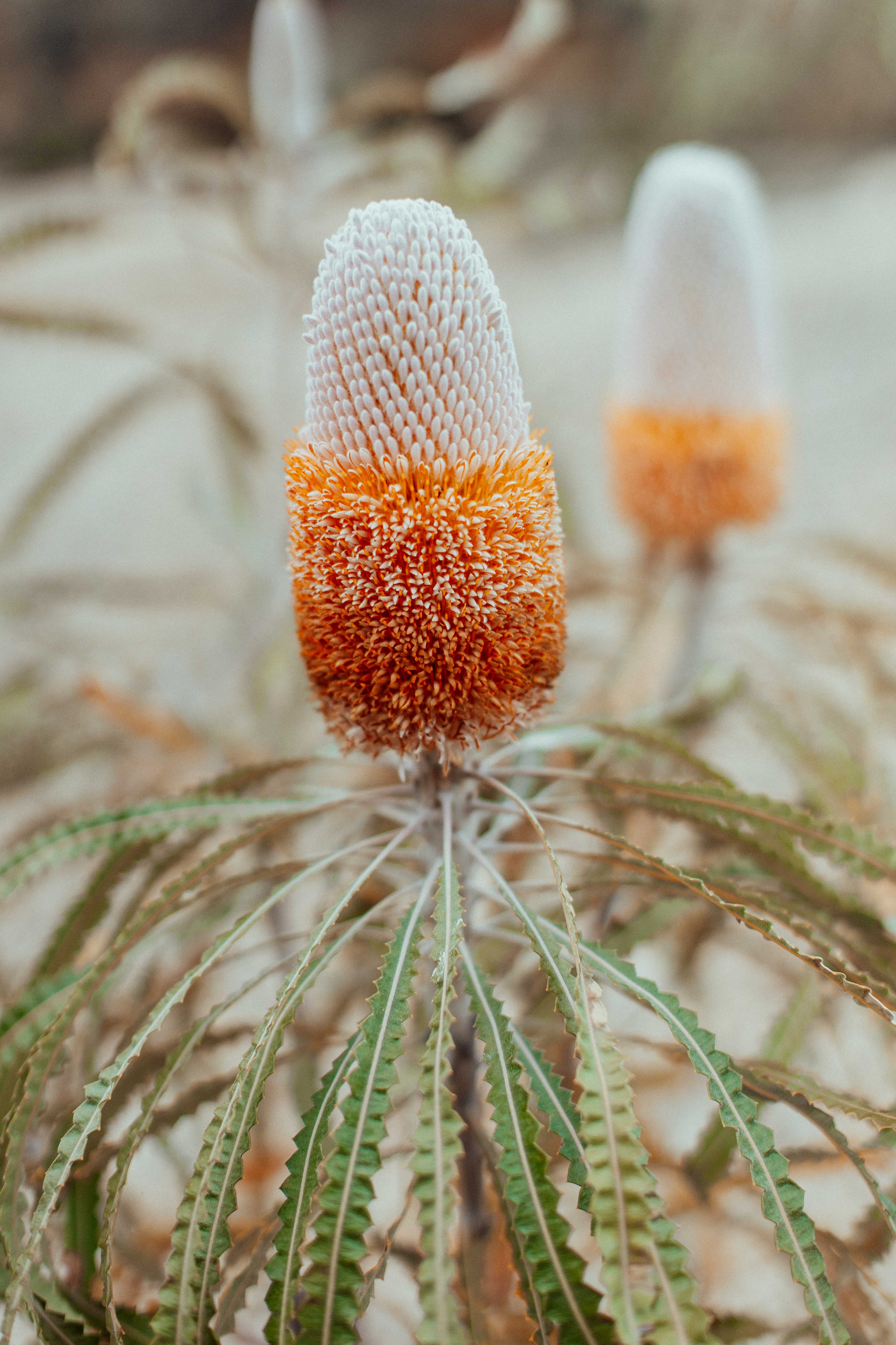 Australian Banksia Prionotes II Photographic Print