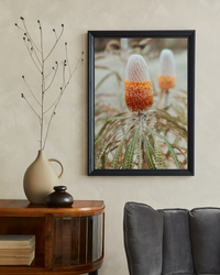Australian Banksia Prionotes II Photographic Print