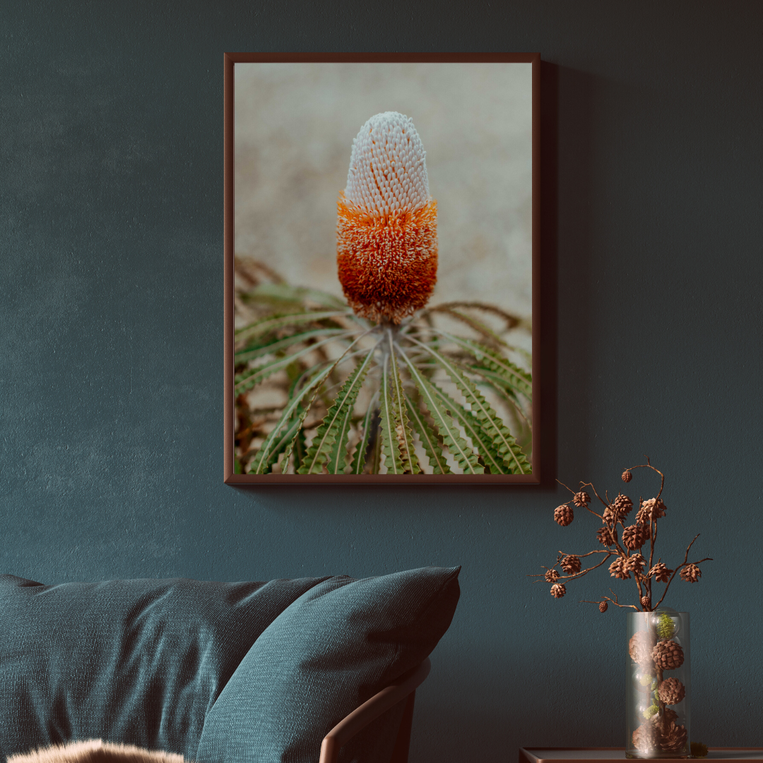 Australian Banksia Prionotes I Photographic Print