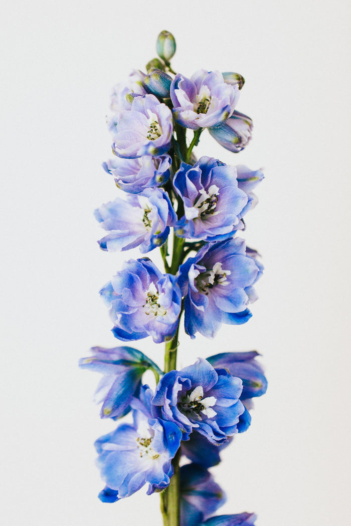 Blue Delphinium II Photographic Print - Emily O'Brien