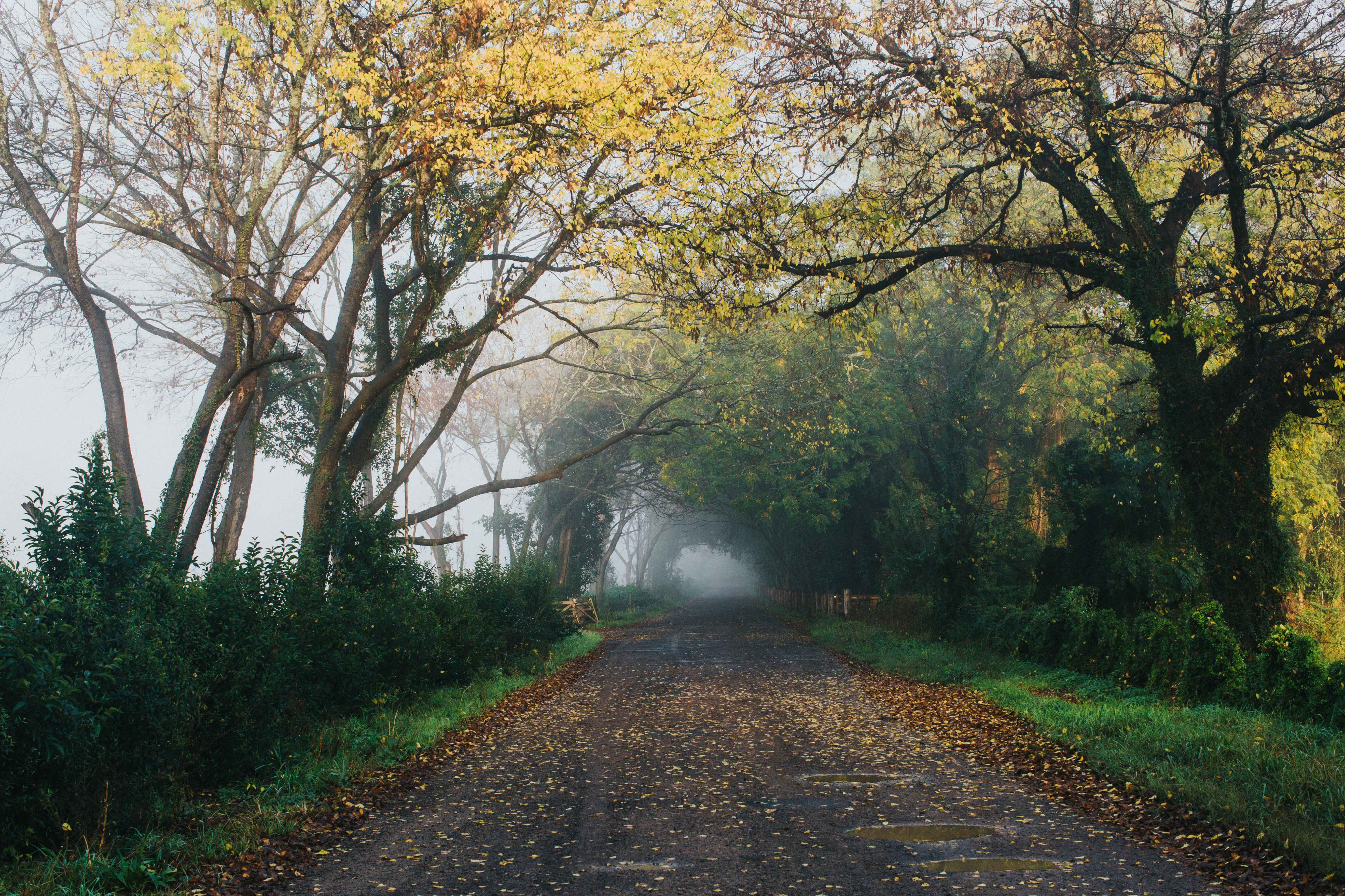 Brownlow Hill III Photographic Print - Emily O'Brien