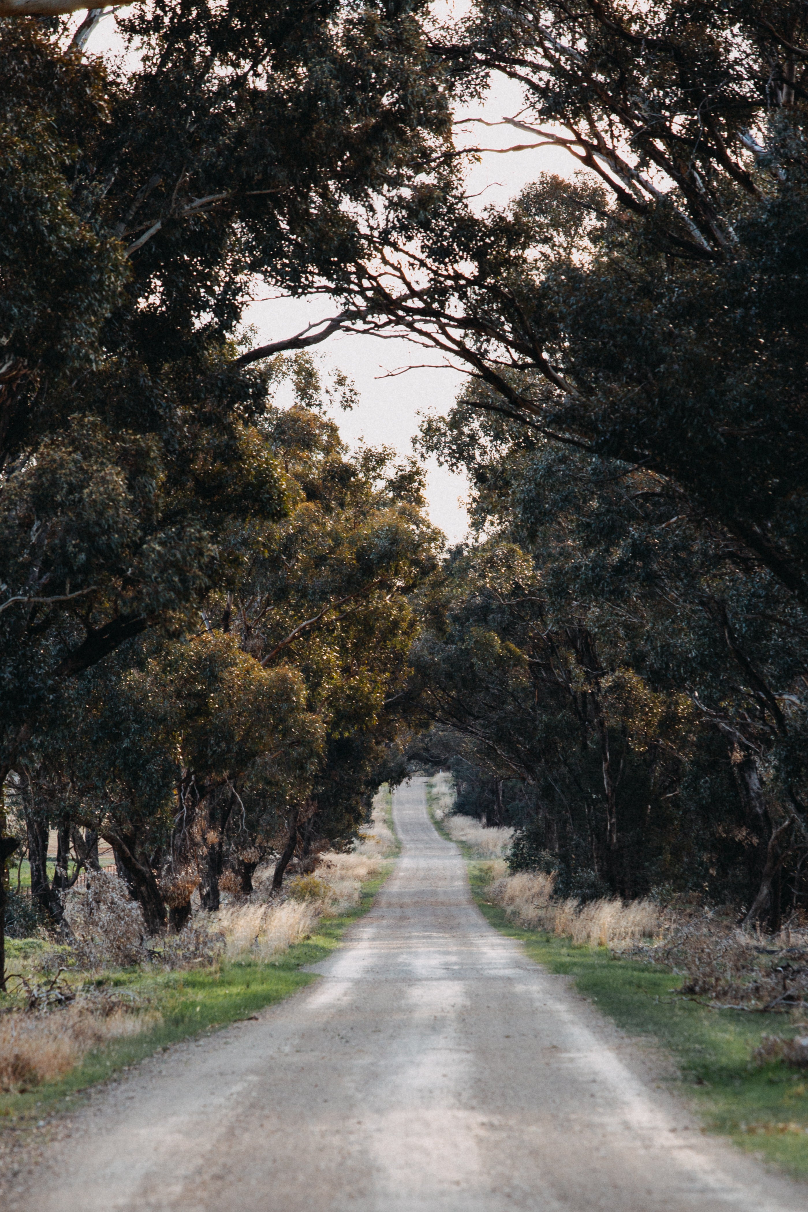 Brushwood Road II Photographic Print