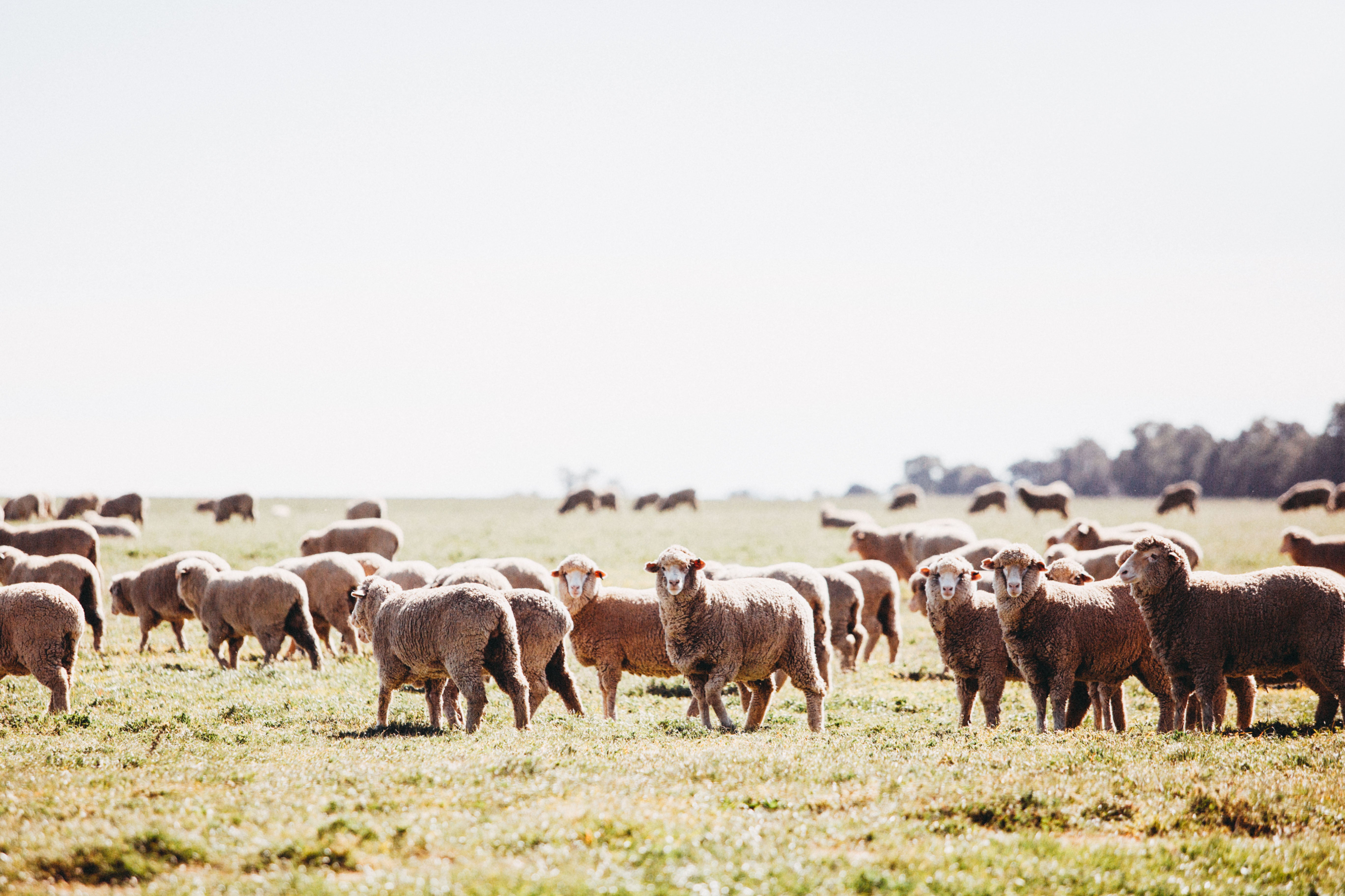 Brushwood Sheep Photographic Print - Emily O'Brien