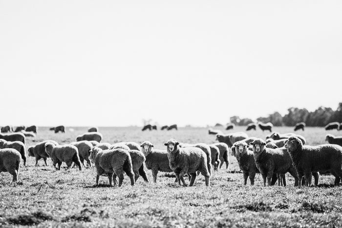 Brushwood Sheep B+W Photographic Print - Emily O'Brien