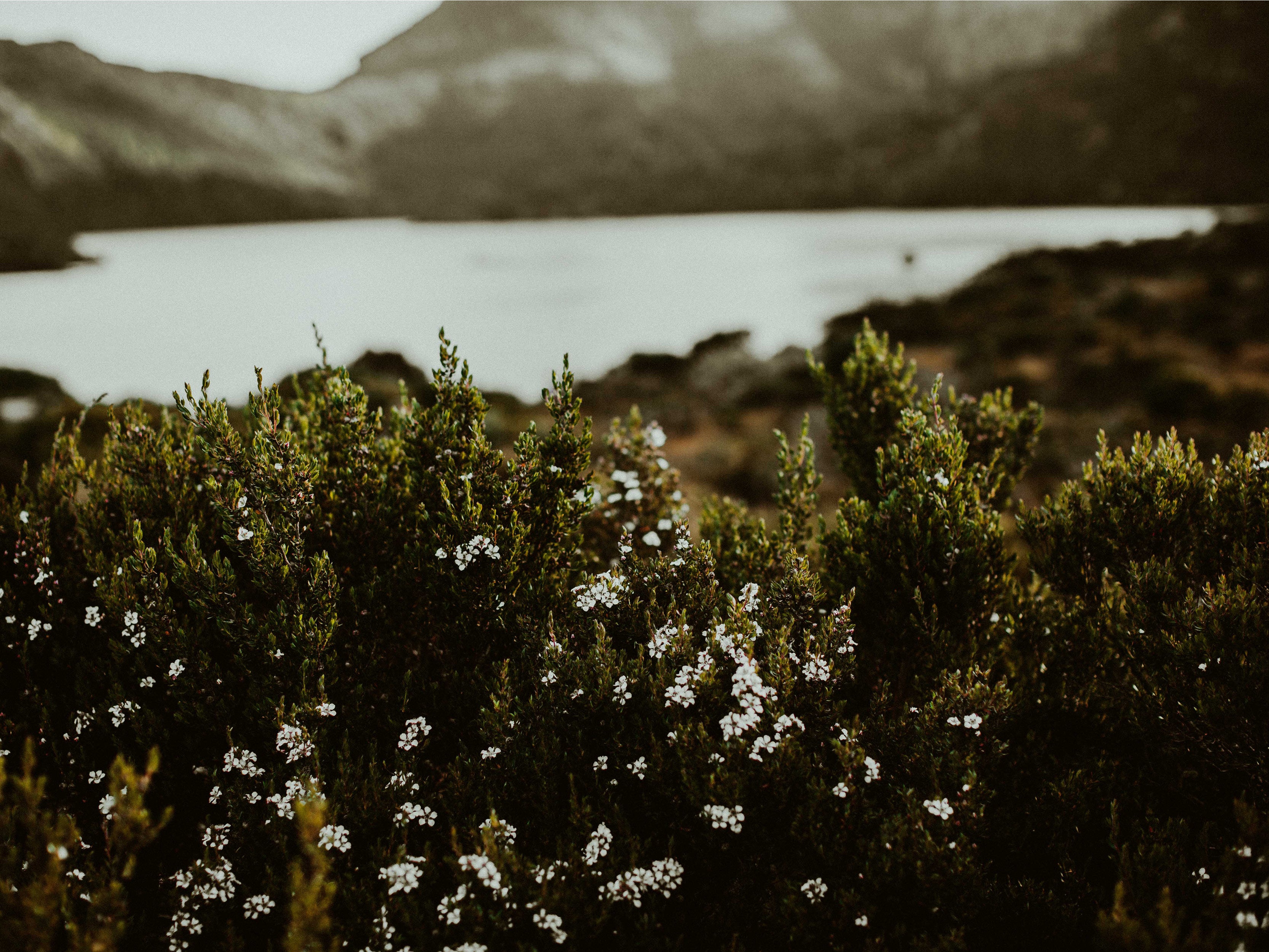 Cradle Mountain Flora II Photographic Print - Emily O'Brien