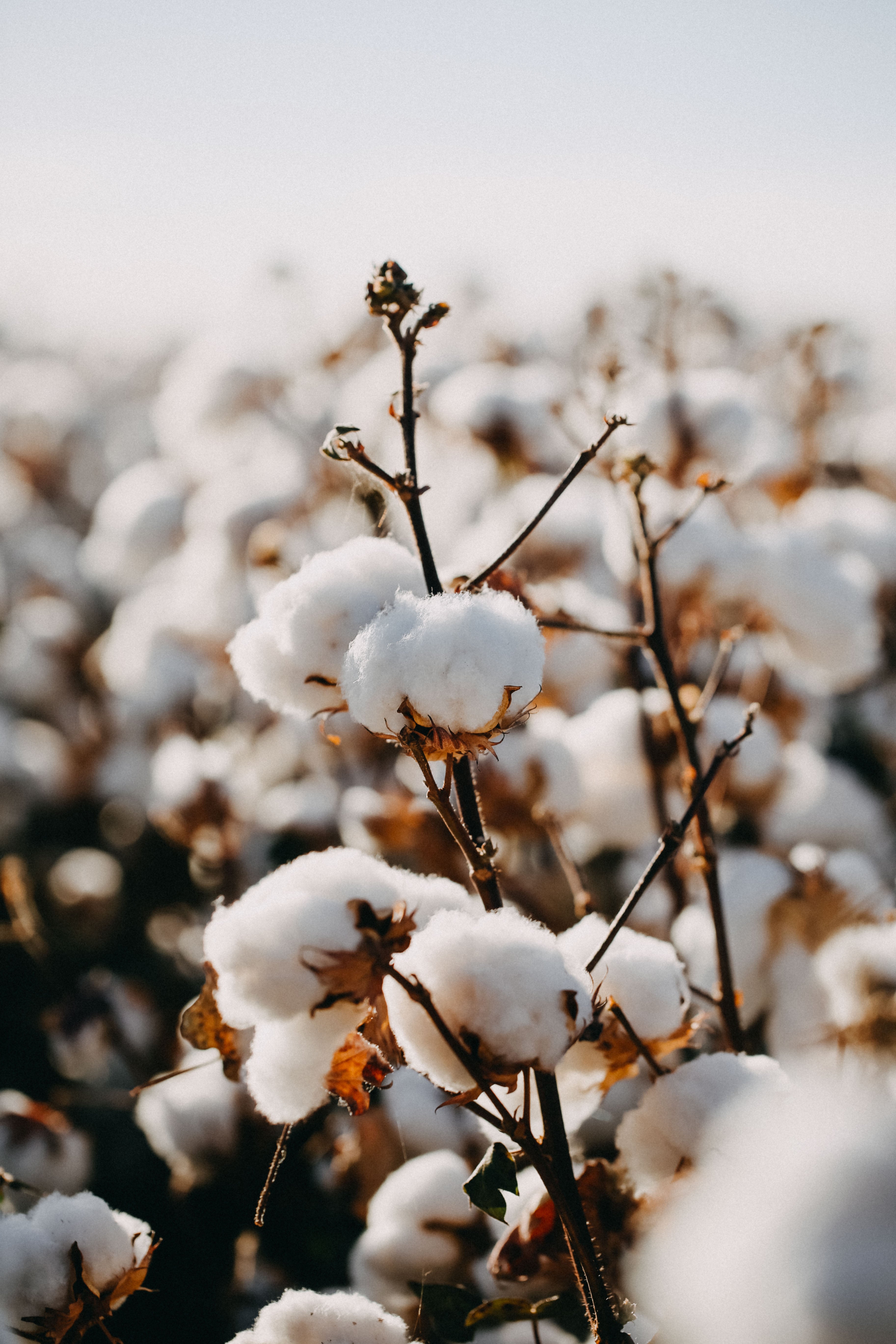 Australian Cotton Photographic Print - Emily O'Brien