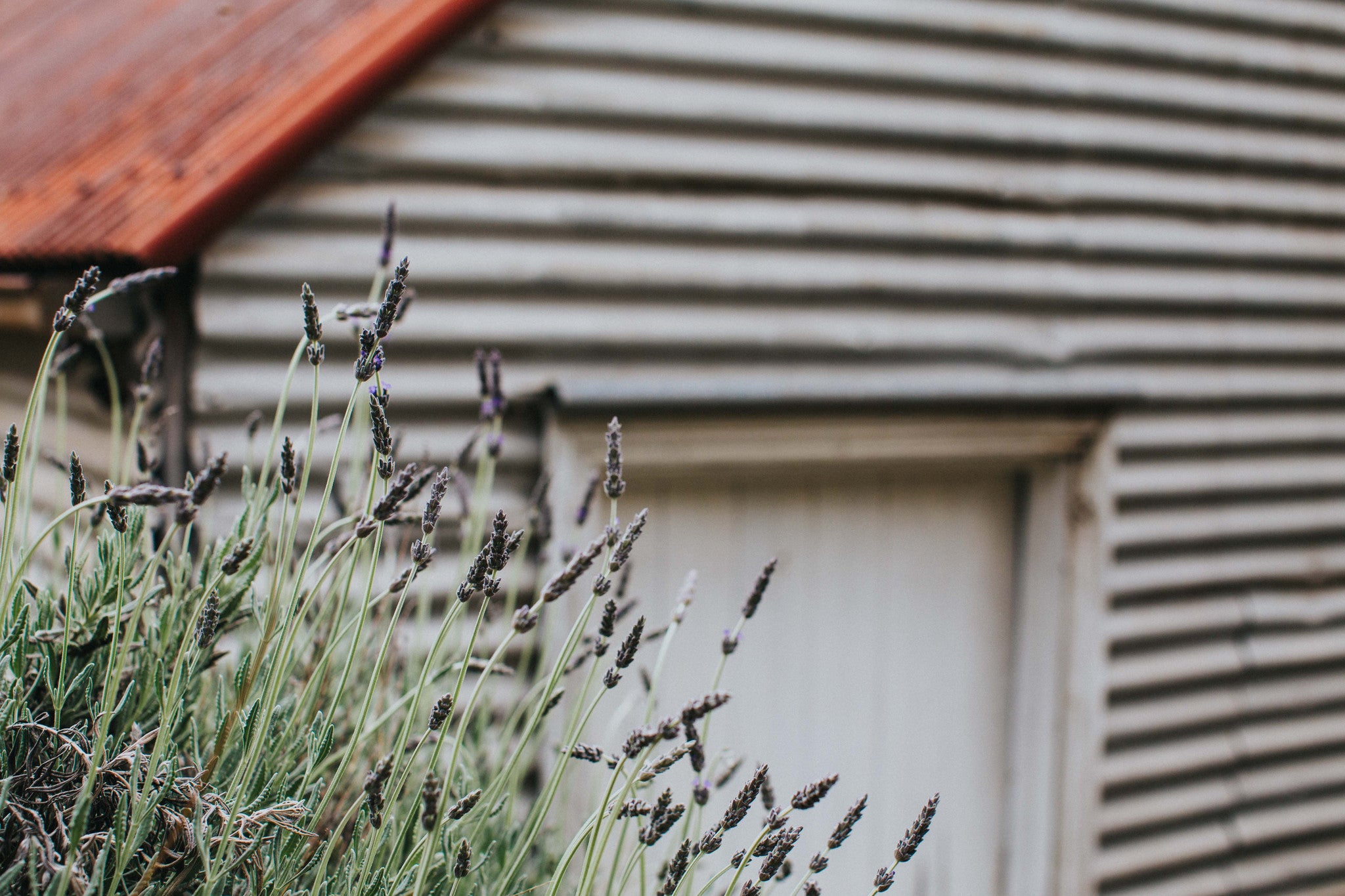 Cottage Lavender Photographic Print - Emily O'Brien
