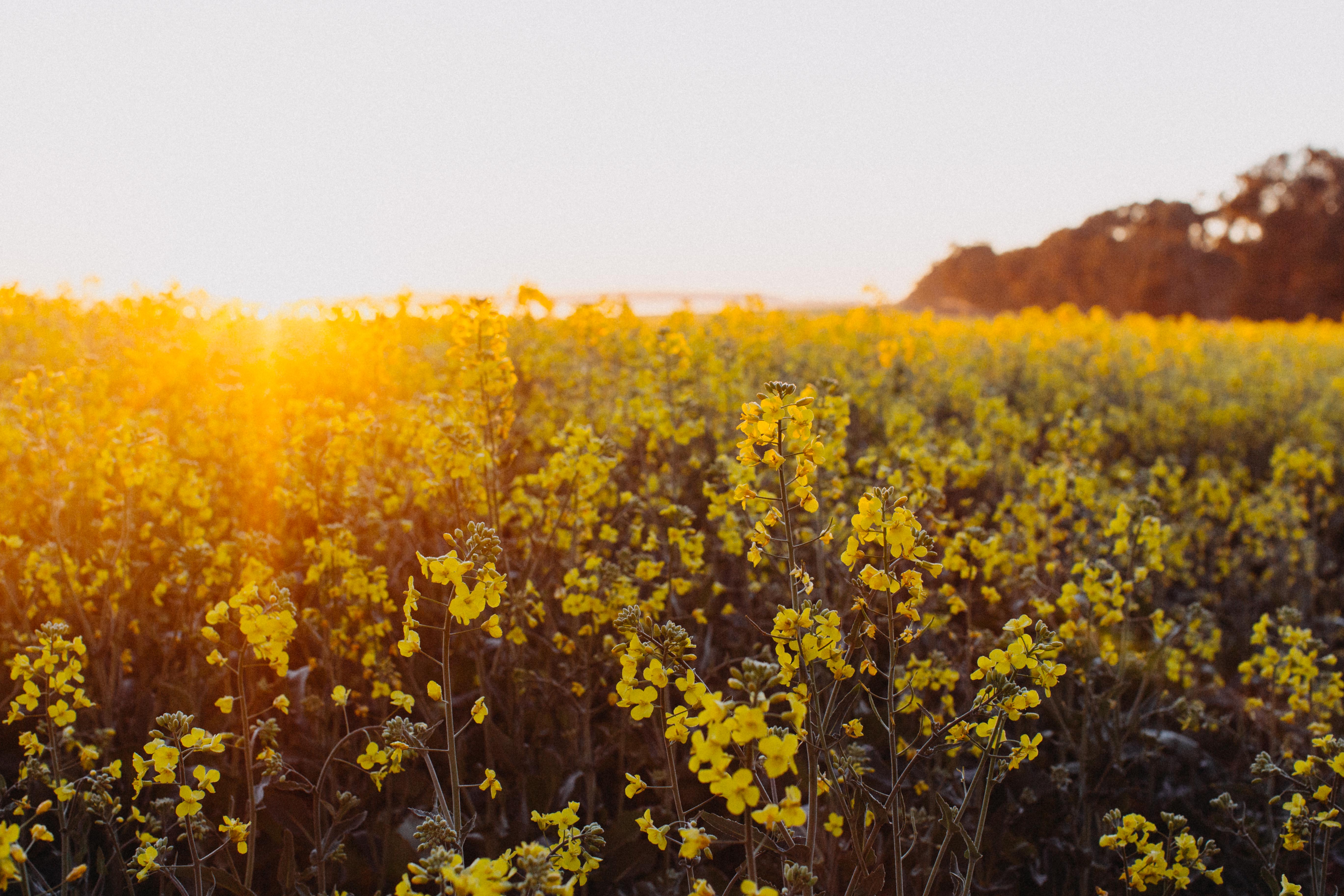Canola Field I Photographic Print