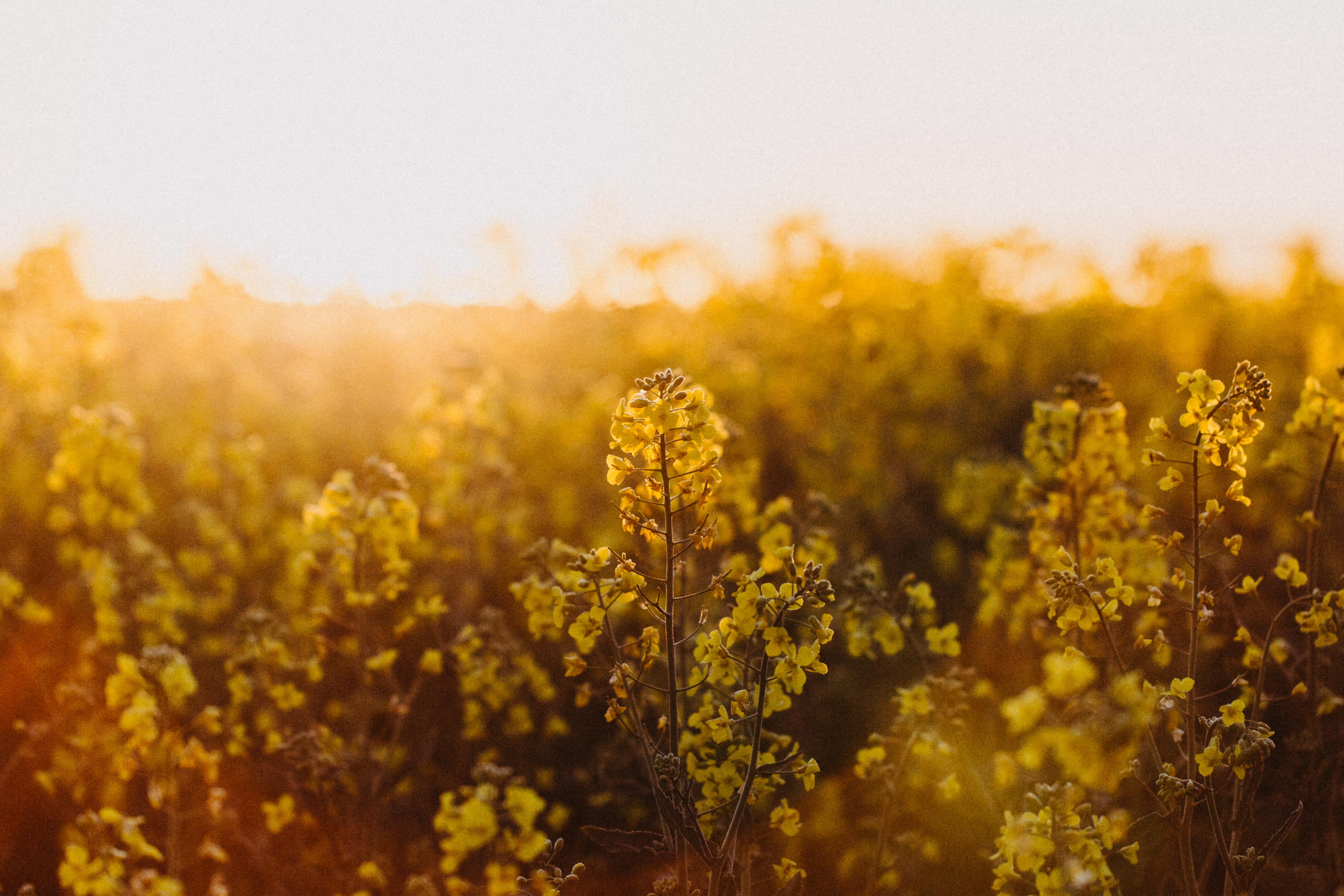 Canola Field II Photographic Print - Emily O'Brien