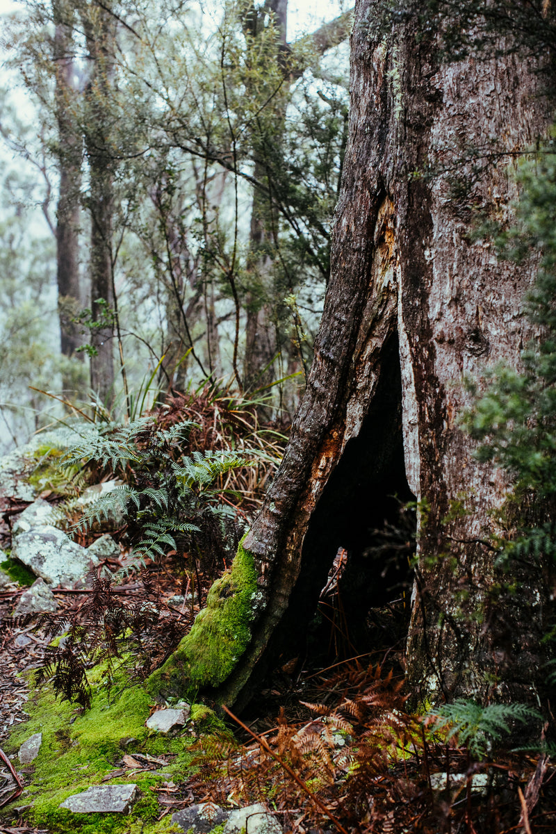 Tasmanian Rainforest II Photographic Print - Emily O'Brien