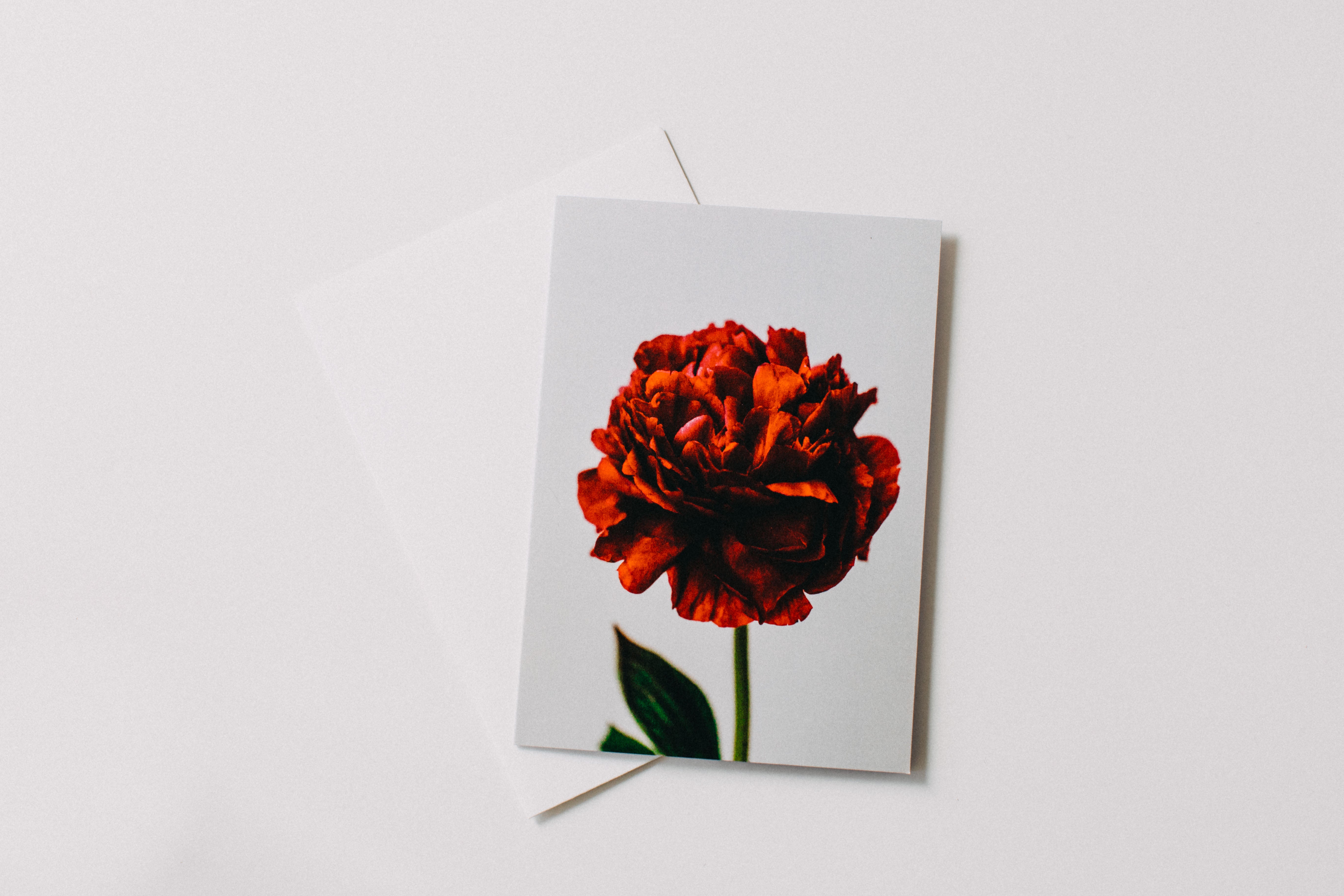 Peony Red Greeting Card - Emily O'Brien