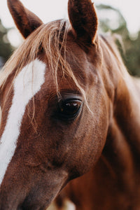 Benny the Brown Horse III Photographic Print - Emily O'Brien
