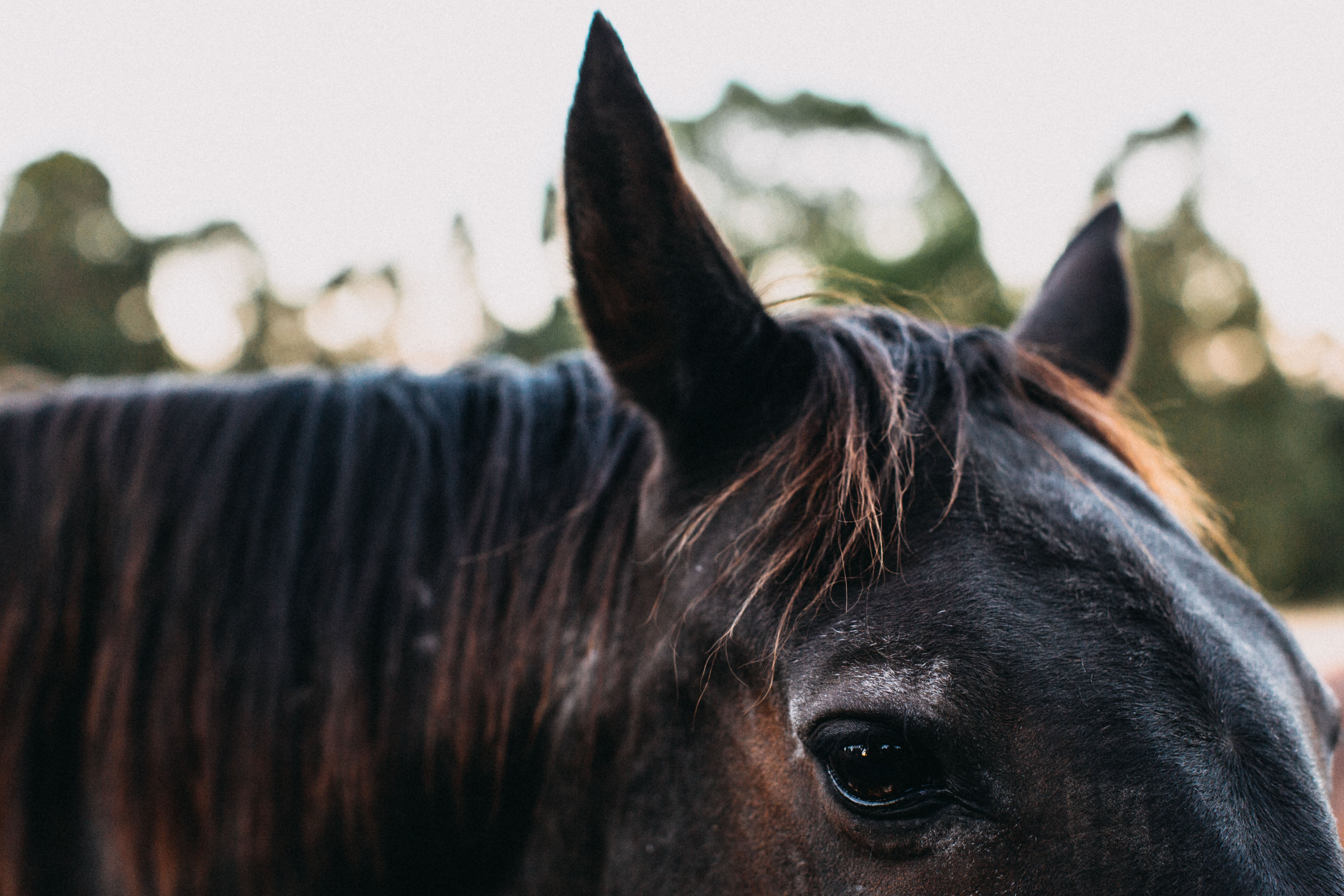 Bernard the Black Horse III Photographic Print - Emily O'Brien