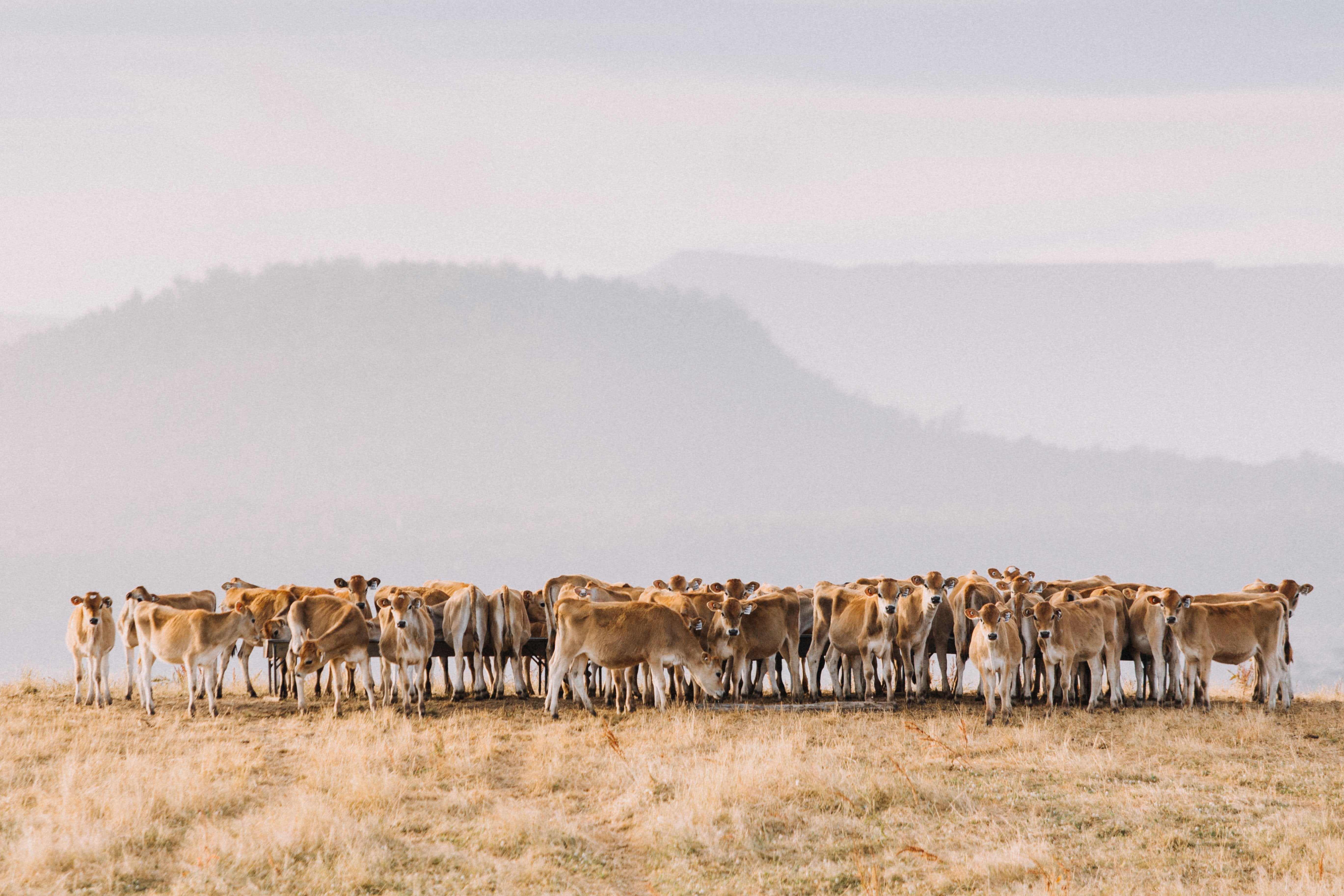 Meandering About Photographic Print