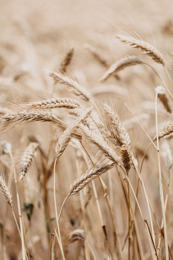 Wheat Harvest Photographic Print