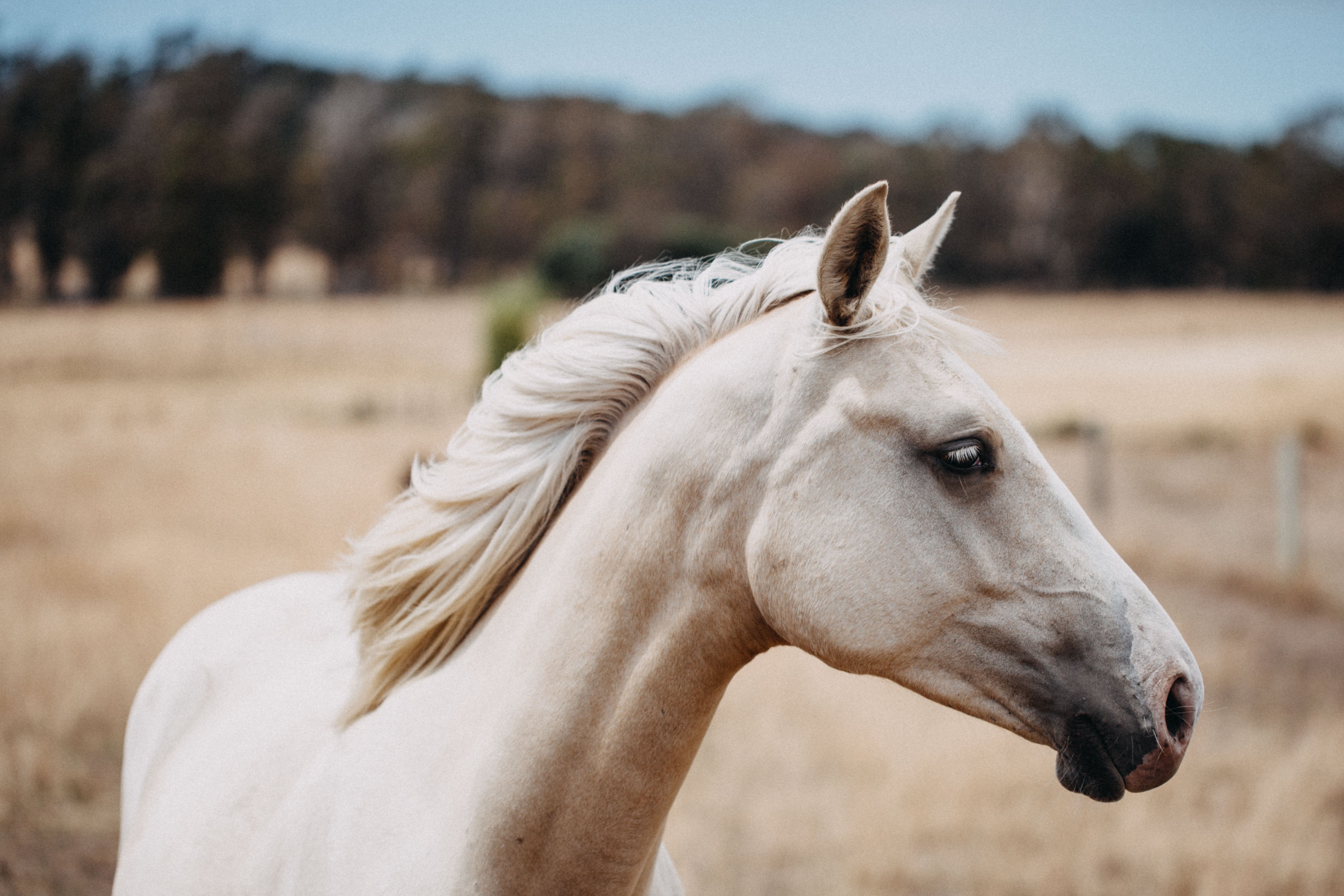 Winnie the White Horse Photographic Print