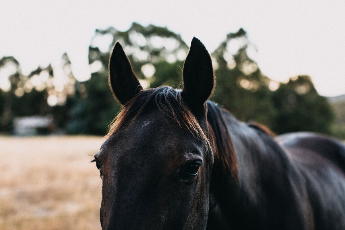 Bernard the Black Horse Photographic Print - Emily O'Brien