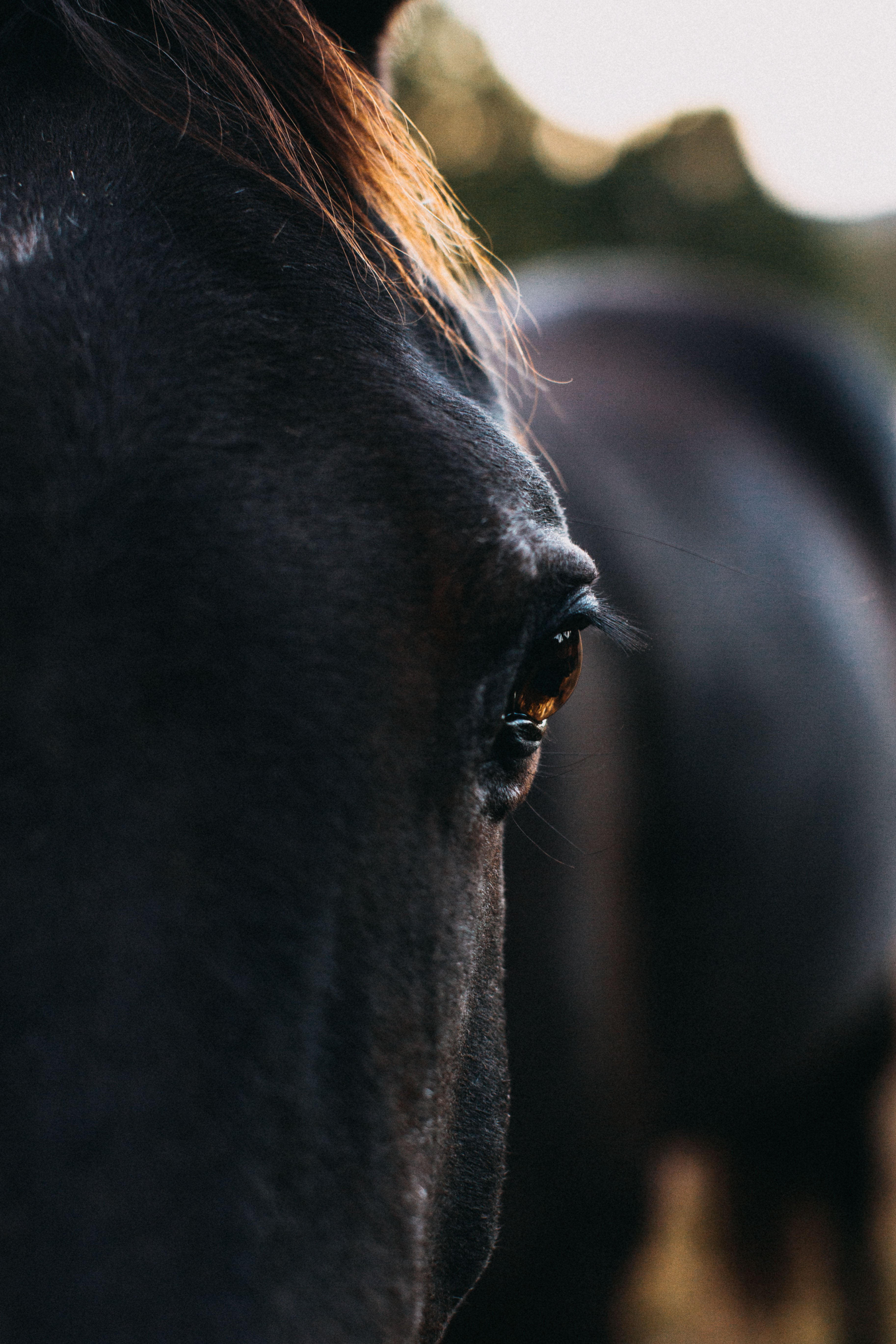Bernard the Black Horse II Photographic Print - Emily O'Brien